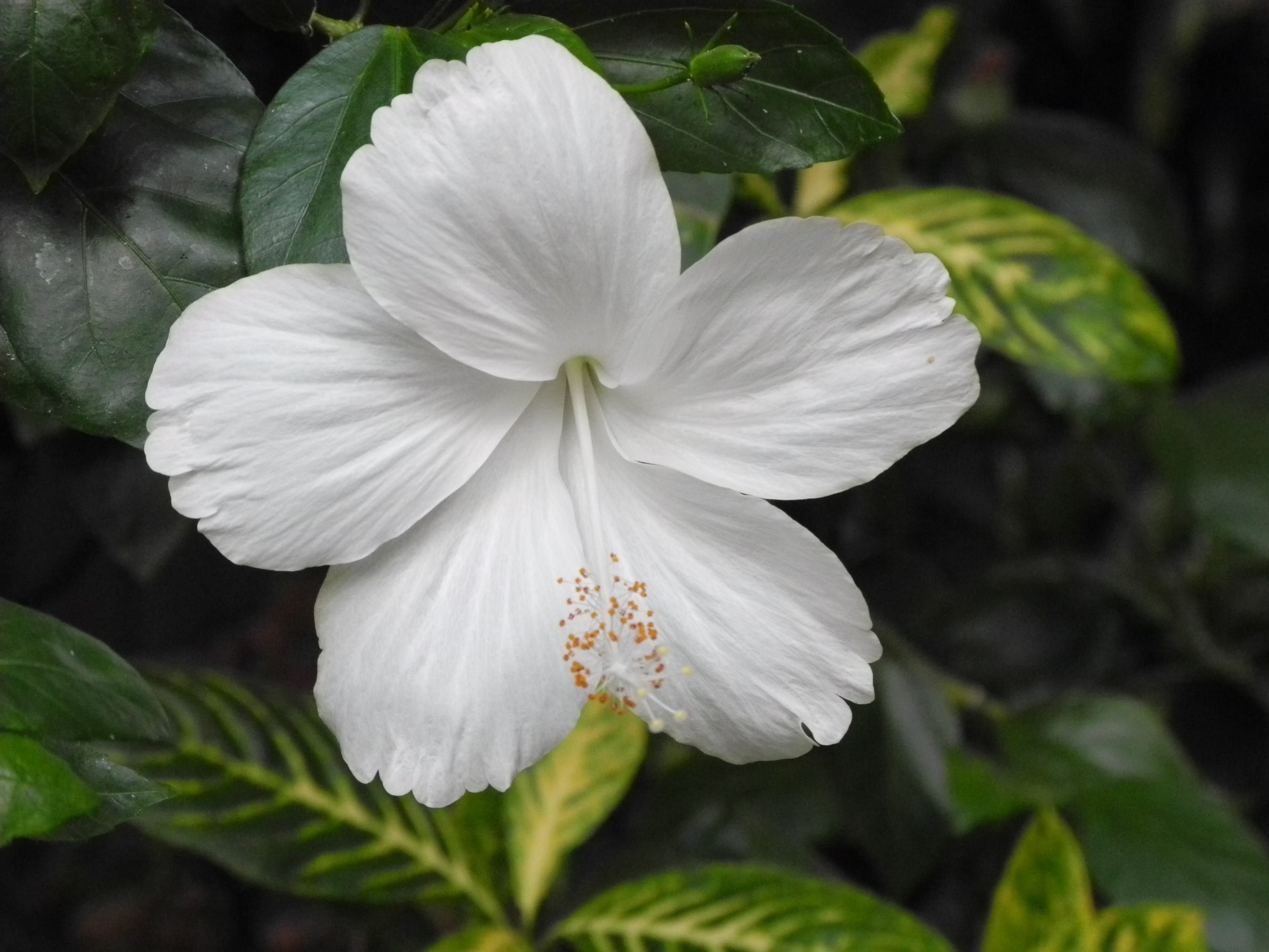 vulnerability, no people, fragility, freshness, plant, focus on foreground, beauty in nature, growth, hibiscus, pollen, nature, close-up, inflorescence, HD Wallpaper