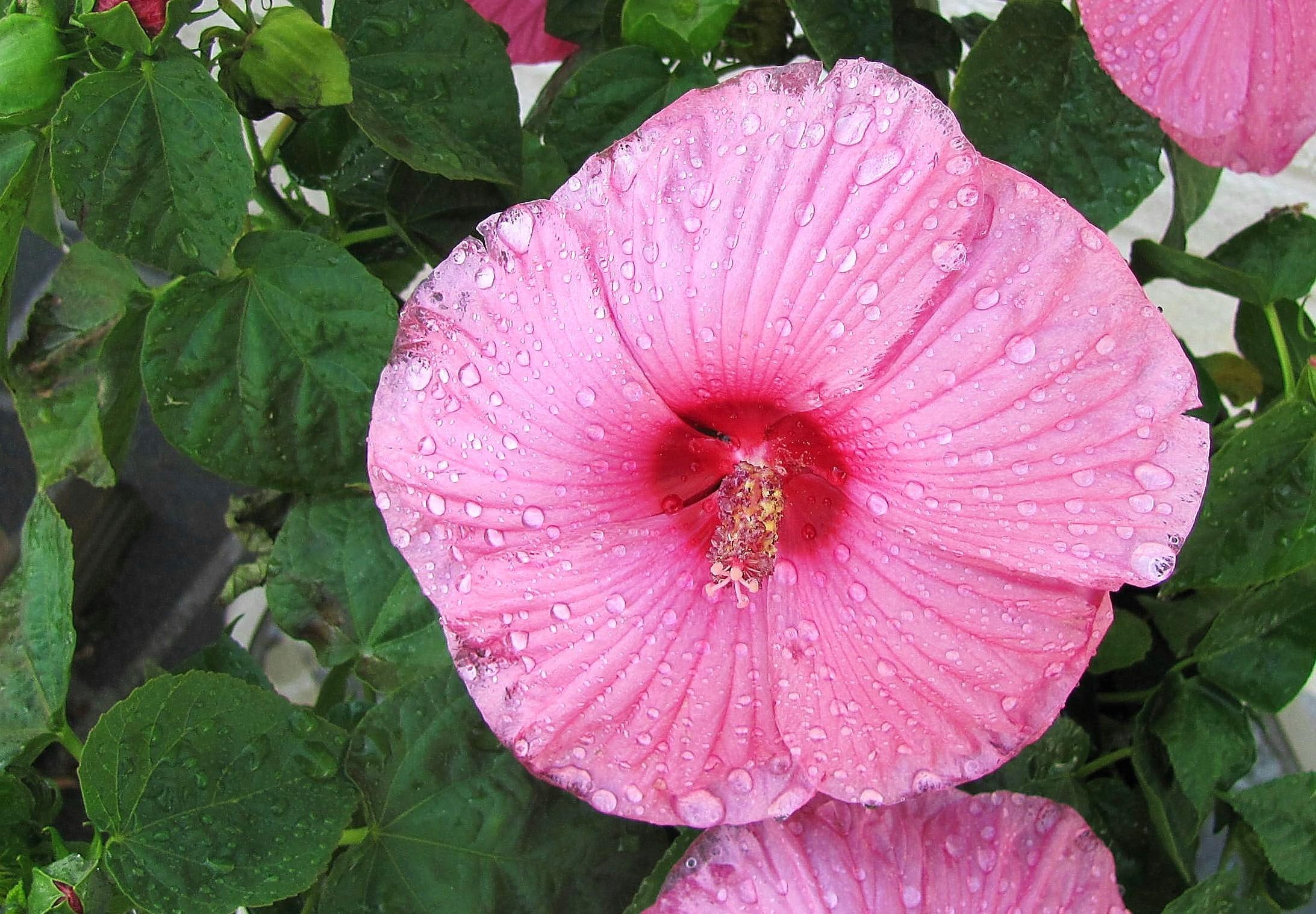 hibiscus, summer, rain, blooms, flower, pink, 1080P, nature and landscapes, HD Wallpaper