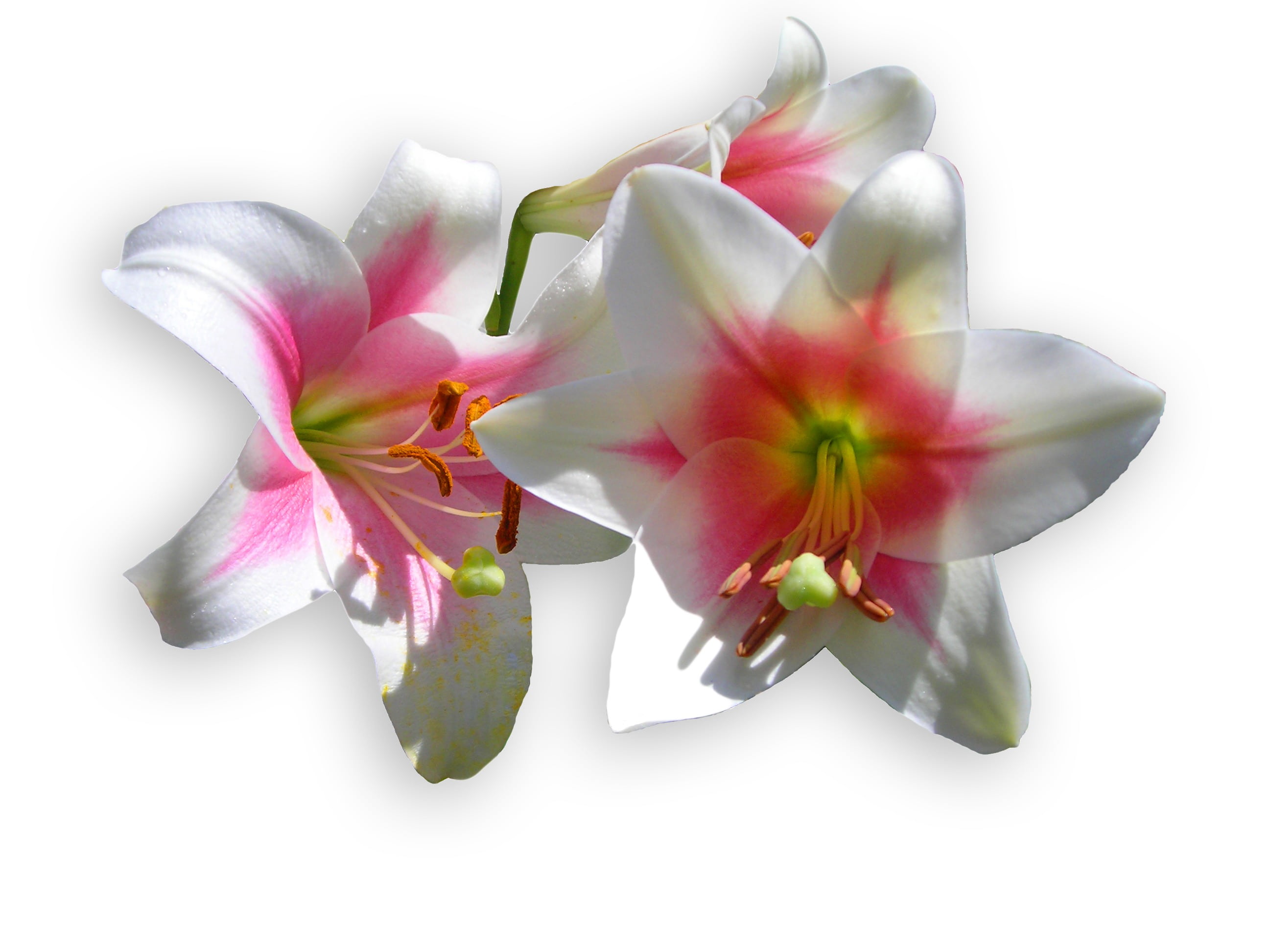 bloom, studio shot, pink color, orchid, vulnerability, flowering plant, blossom, flower head, petal, white background, white, nature, indoors, flower, flower arrangement, HD Wallpaper