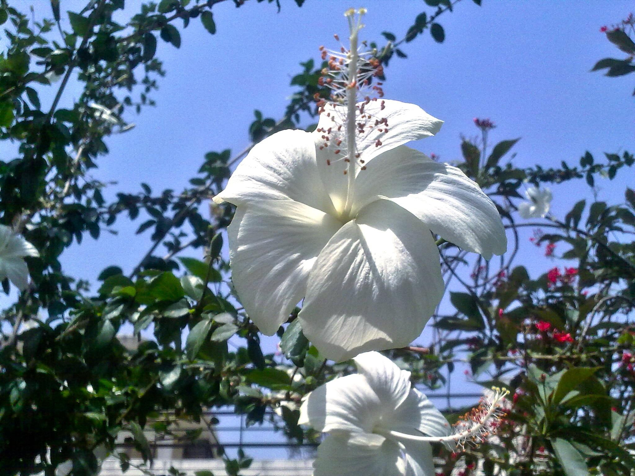 flor, hibiscus, 1080P, plant, natureza, flora, nature and landscapes, white, branco, branca, HD Wallpaper