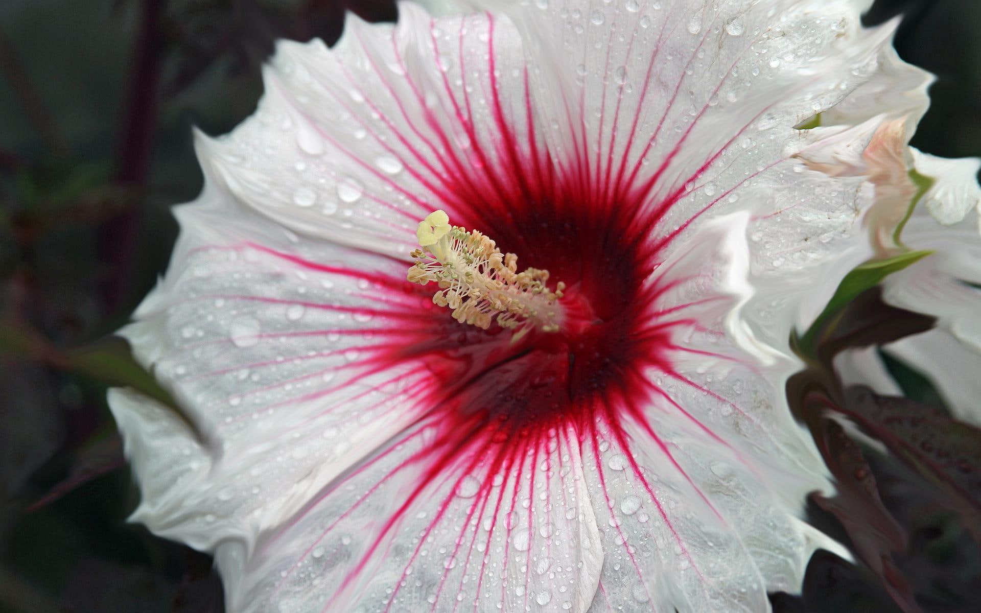 1080P, white, nature, hibiscus, flower, HD Wallpaper