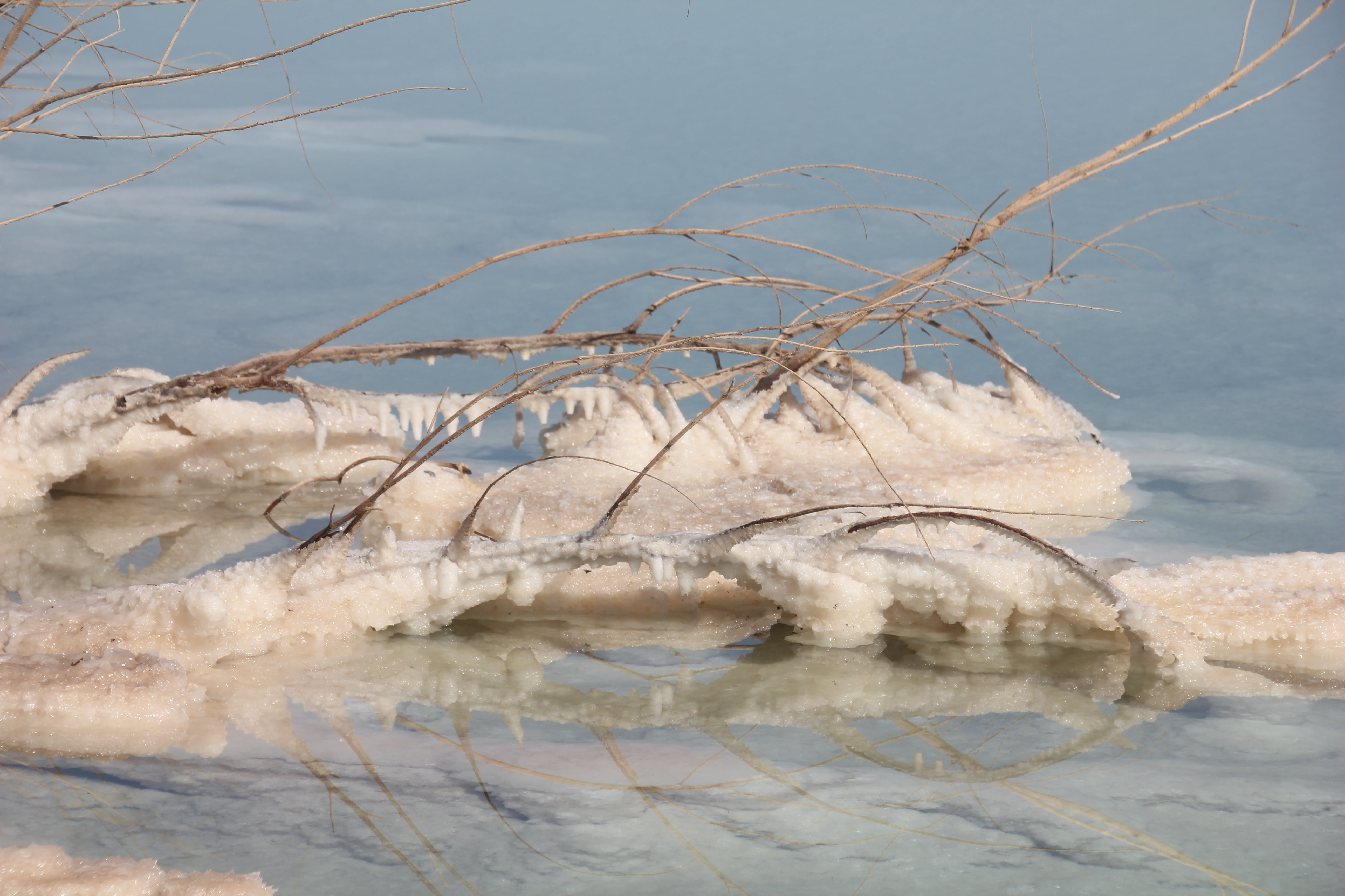 waterfront, lake, water, dead sea, 5K, day, outdoors, scenics - nature, dead plant, animal wildlife, rock, reflection, mineral, animal, beauty in nature, HD Wallpaper