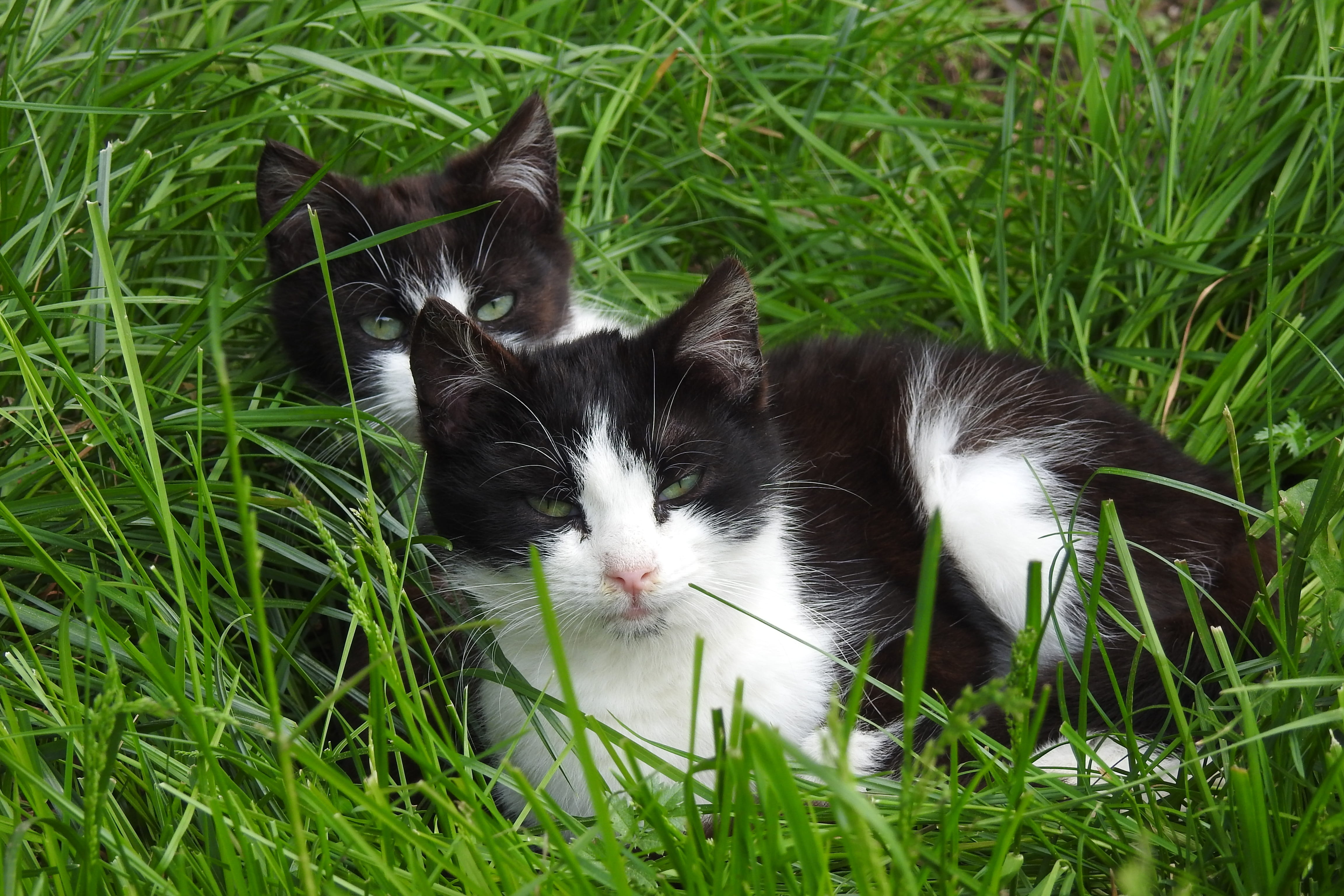 plant, mammal, domestic cat, vertebrate, at the court of, short, animal themes, two, day, feline brothers and sisters, land, nature, green color, one animal, HD Wallpaper