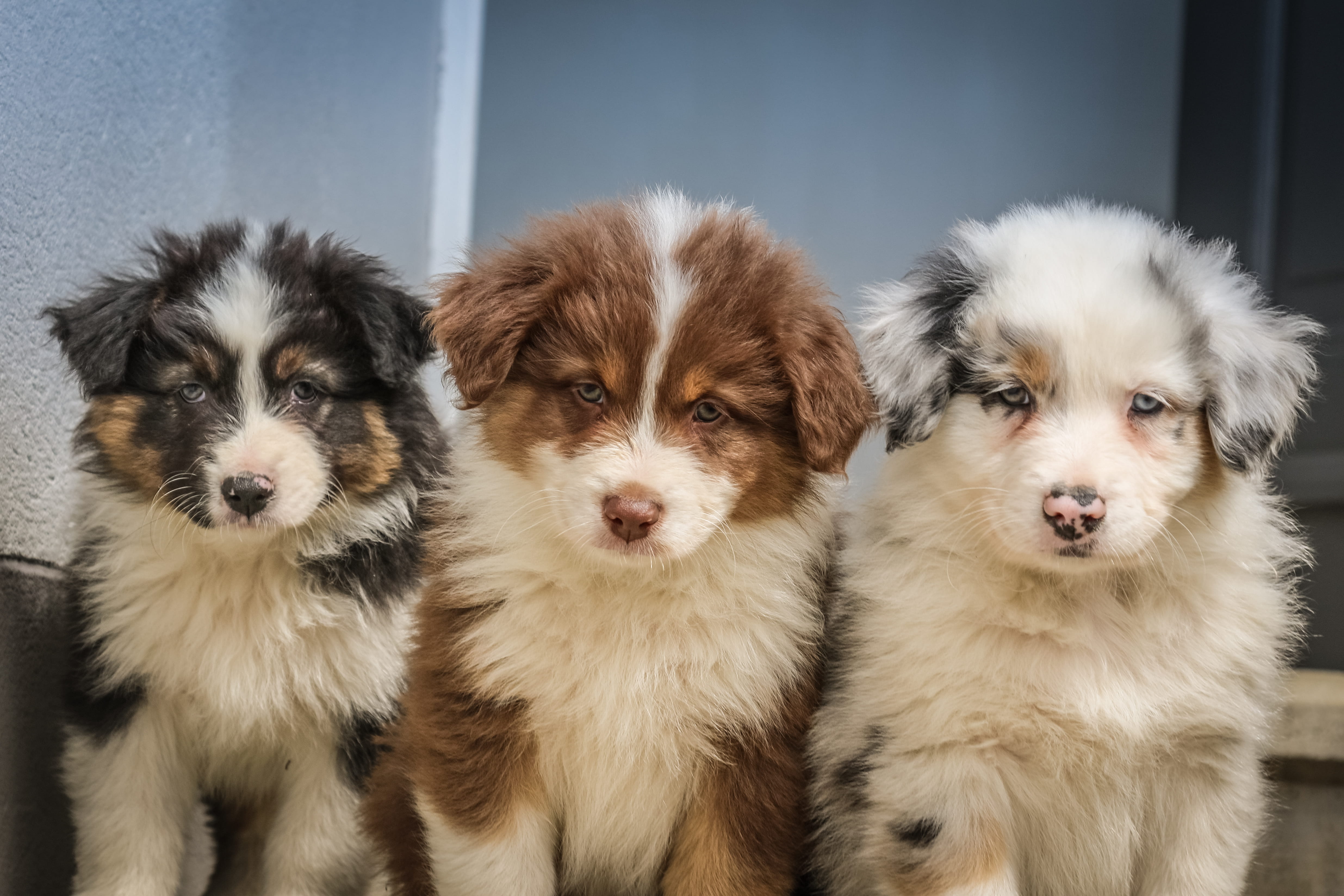 portrait, close-up, brother, canine, colors, small, animal themes, indoors, looking at camera, front view, domestic, baby, sister, friends, togetherness, HD Wallpaper