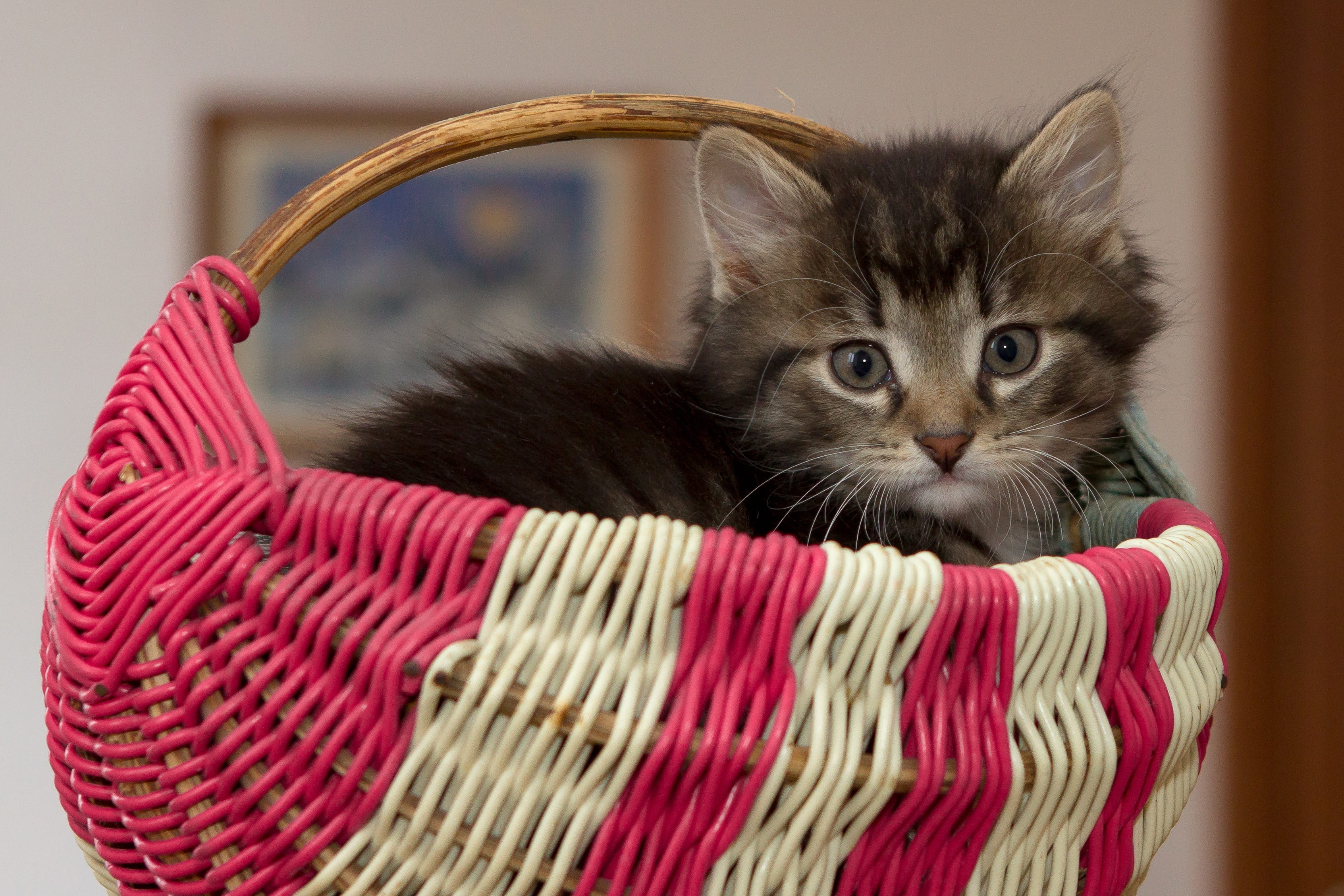 animal, vertebrate, animal head, feline, inside, relaxation, looking at camera, young animal, indoors, one animal, domestic, little, wicker, focus on foreground, HD Wallpaper