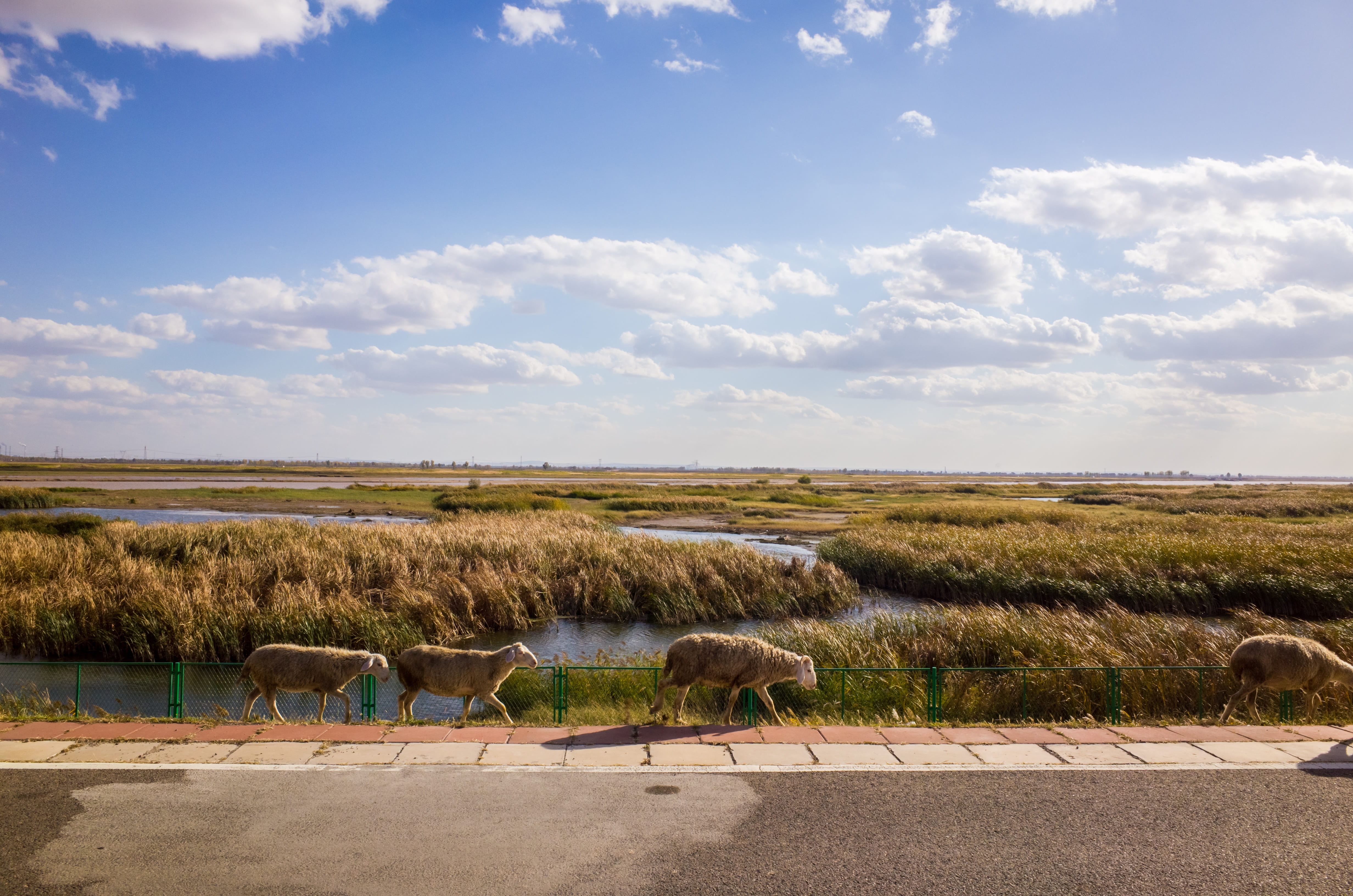 green, plant, animal wildlife, outdoor, domestic, group of animals, sky, nature, mammal, land, vertebrate, reed, environment, beauty in nature, resorts, HD Wallpaper
