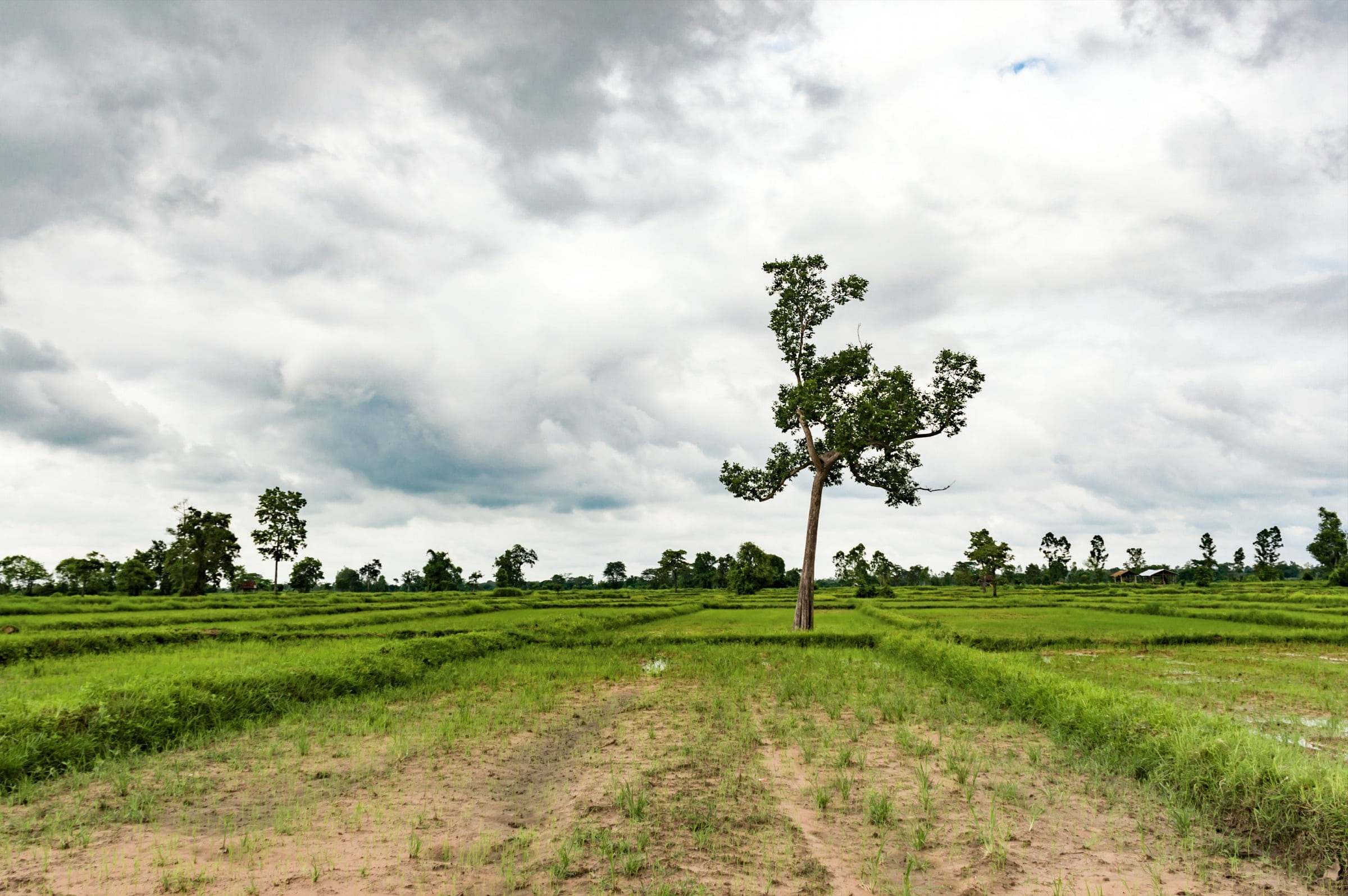 green, scenics - nature, nature, day, rice, field, plant, beautiful, no people, outdoors, farmland, grass, plantation, green color, farm, growth, landscape, HD Wallpaper