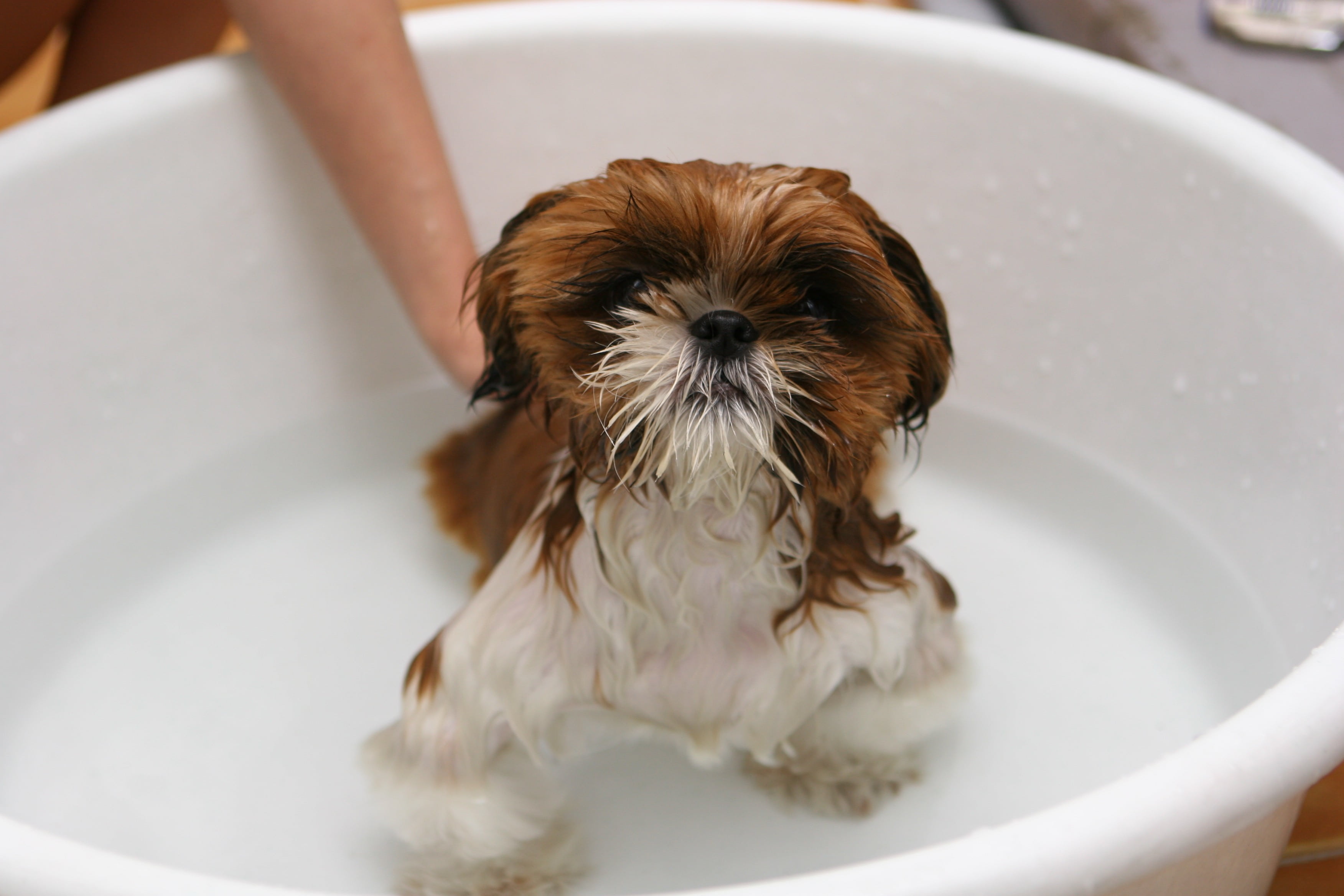 lap dog, bathroom, clean, washing, purebred Dog, pets, dog, shih tzu, white, domestic room, long, taking a bath, cute, bath, dara, wet, domestic bathroom, HD Wallpaper