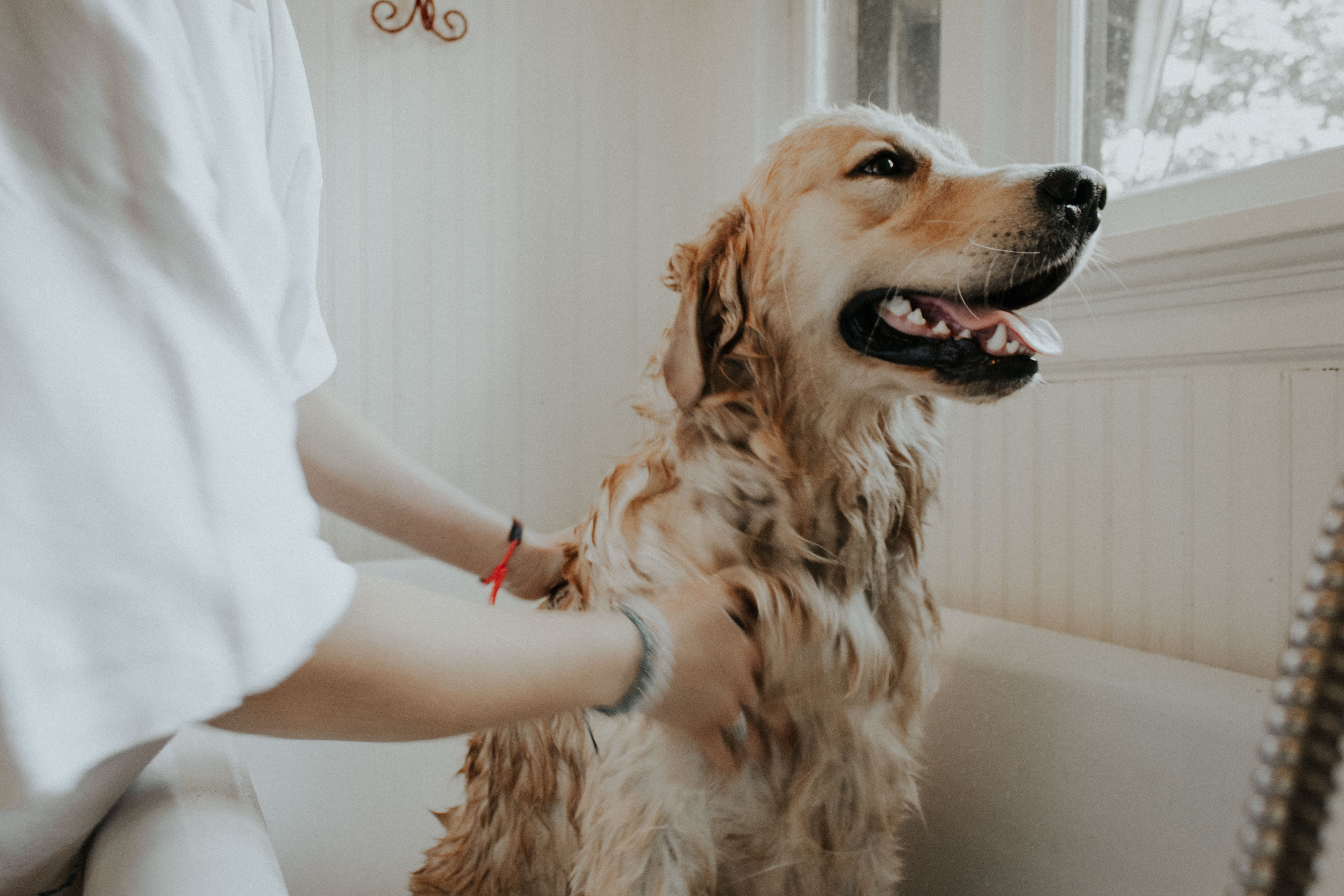 retriever, midsection, canine, one animal, animal, adult, pet, real people, human body part, human hand, domestic, dog, vertebrate, mammal, 4K, pets, indoors, HD Wallpaper