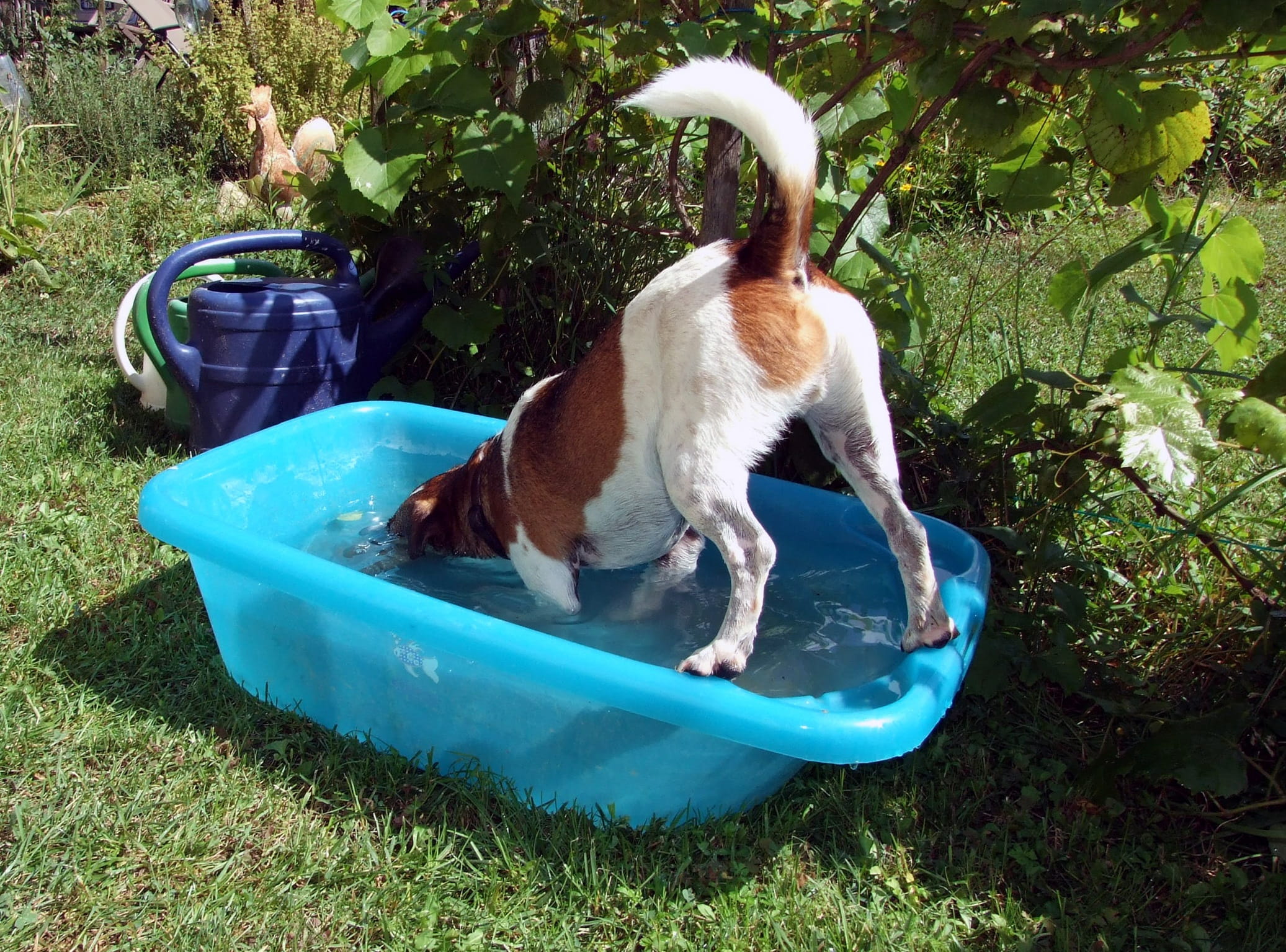 Dog, nature, day, no people, Water, summer, animal, animal themes, grass, pets, mammal, Splashing, domestic animals, vertebrate, land, domestic, taking a bath, HD Wallpaper