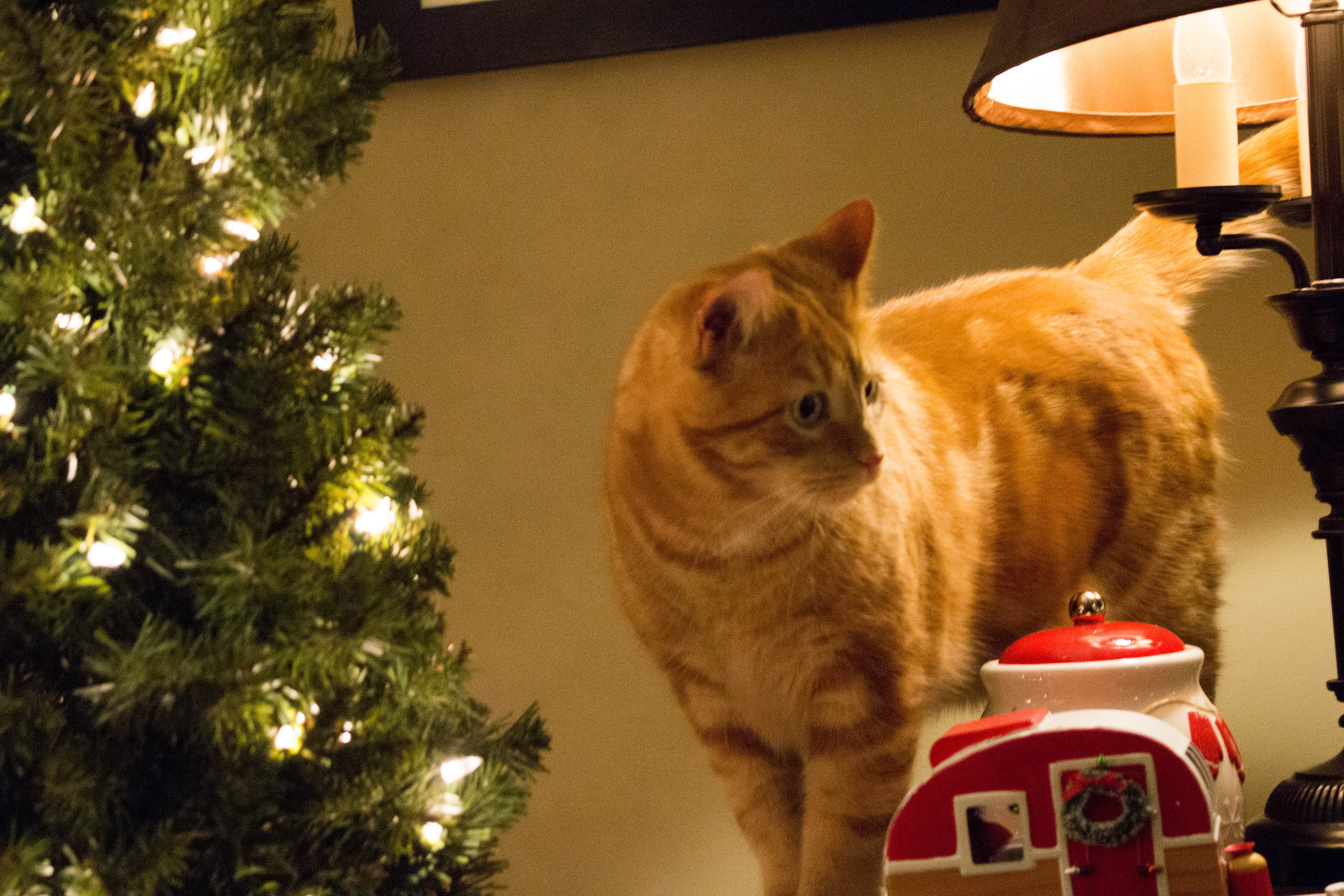christmas decoration, pets, one animal, illuminated, feline, animal head, cat cousin, animal themes, christmas, celebration, domestic animals, whisker, HD Wallpaper