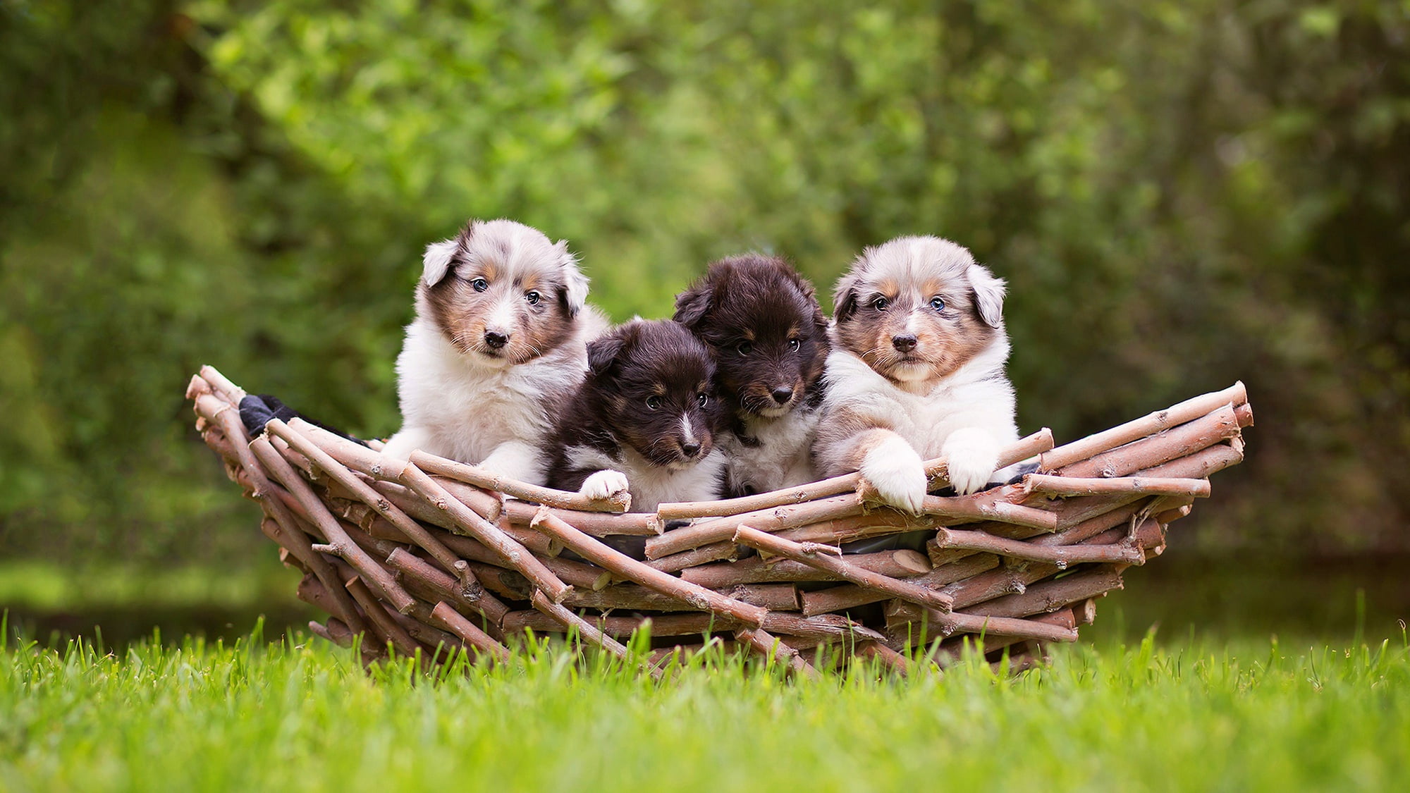 cute, tot, nature, dogs, puppies, background, 1080P, wood, Quartet, close cousins, greens, kids, faces, glade, company, baby, basket, four, grass, sitting, HD Wallpaper