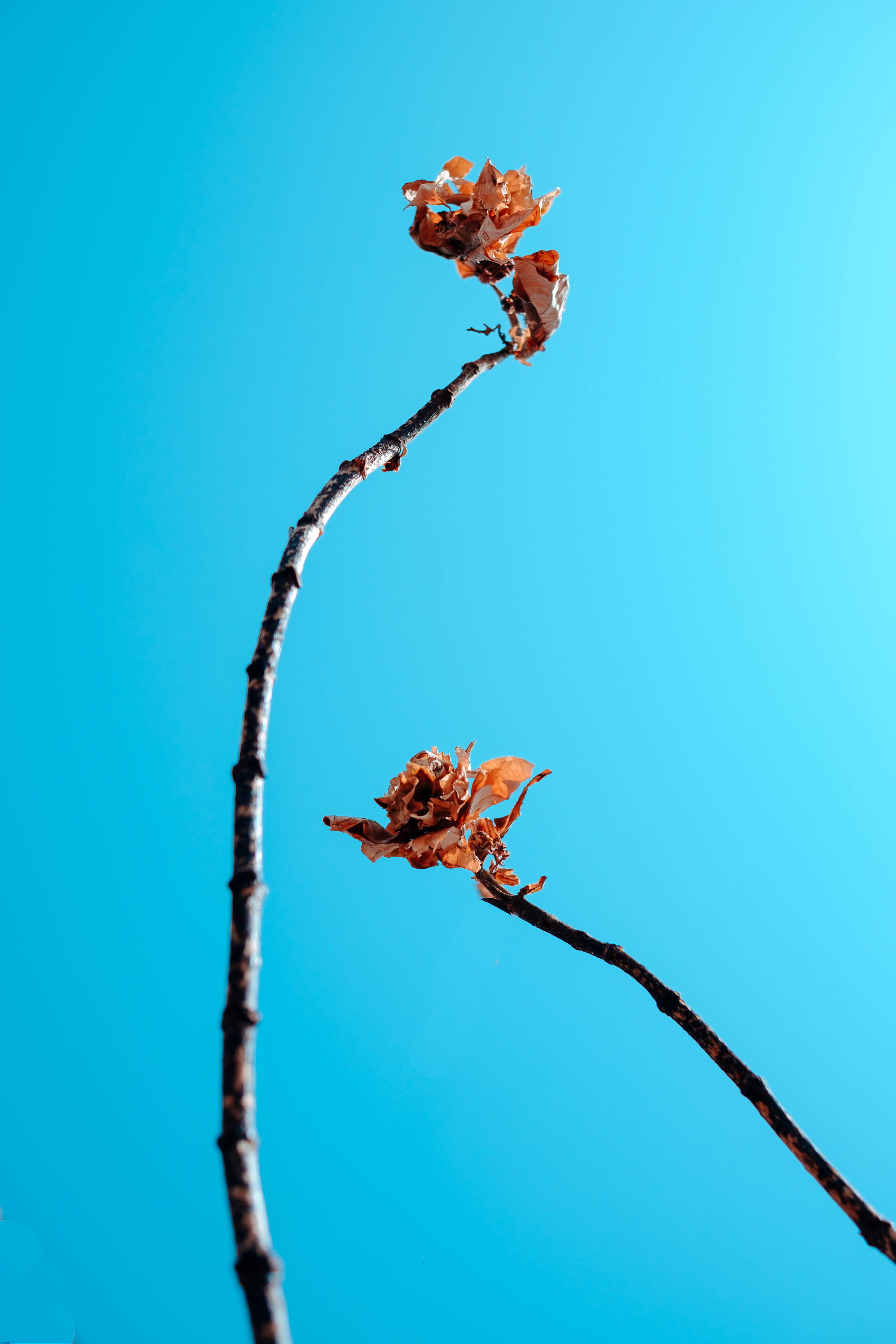 fujifilm, copy space, africa, flower, 4K, katampe, animal wildlife, day, invertebrate, vulnerability, close-up, leaves, blue, insect, nature, nigeria, Phone HD Wallpaper