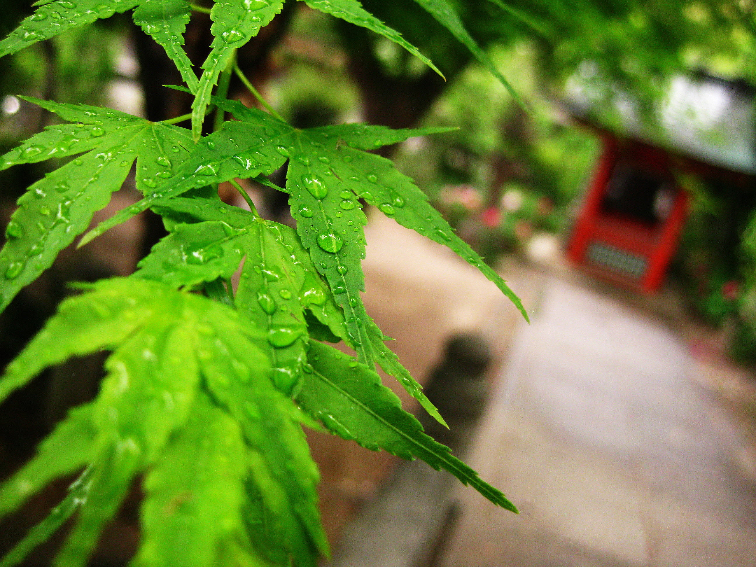 green color, jinja, selective focus, Kobe, dew, 2K, focus on foreground, plant part, no people, growth, plant, hyogo, michik, close-up, day, outdoors, HD Wallpaper