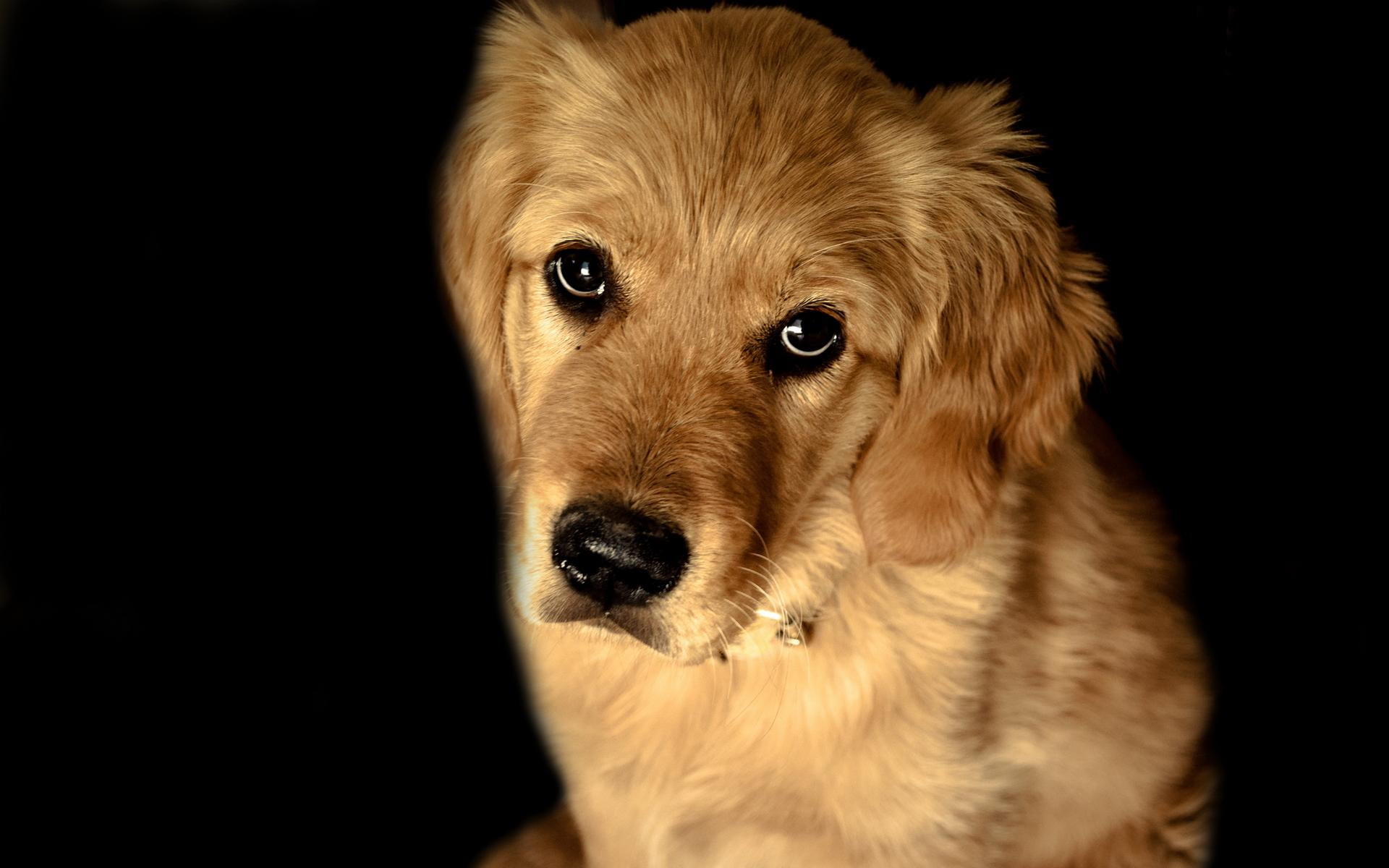 puppy, animals, mine, sweet, retriever, animal, golden, 1080P, sadness, HD Wallpaper