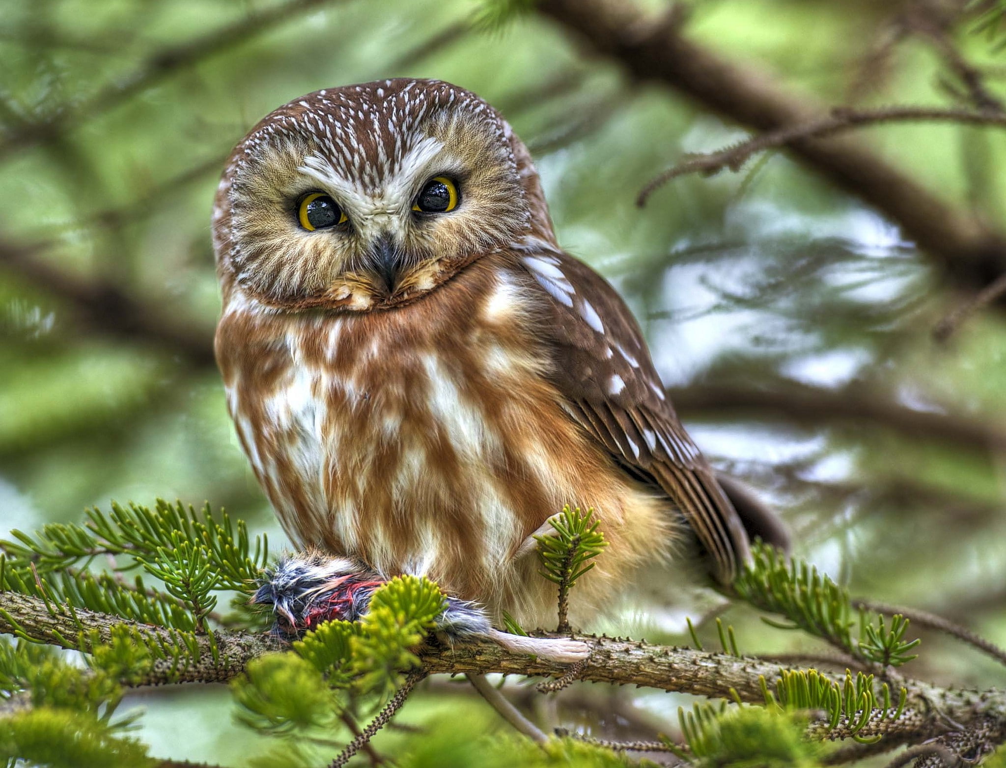 1080P, mining, owl, Bird, branches, HD Wallpaper