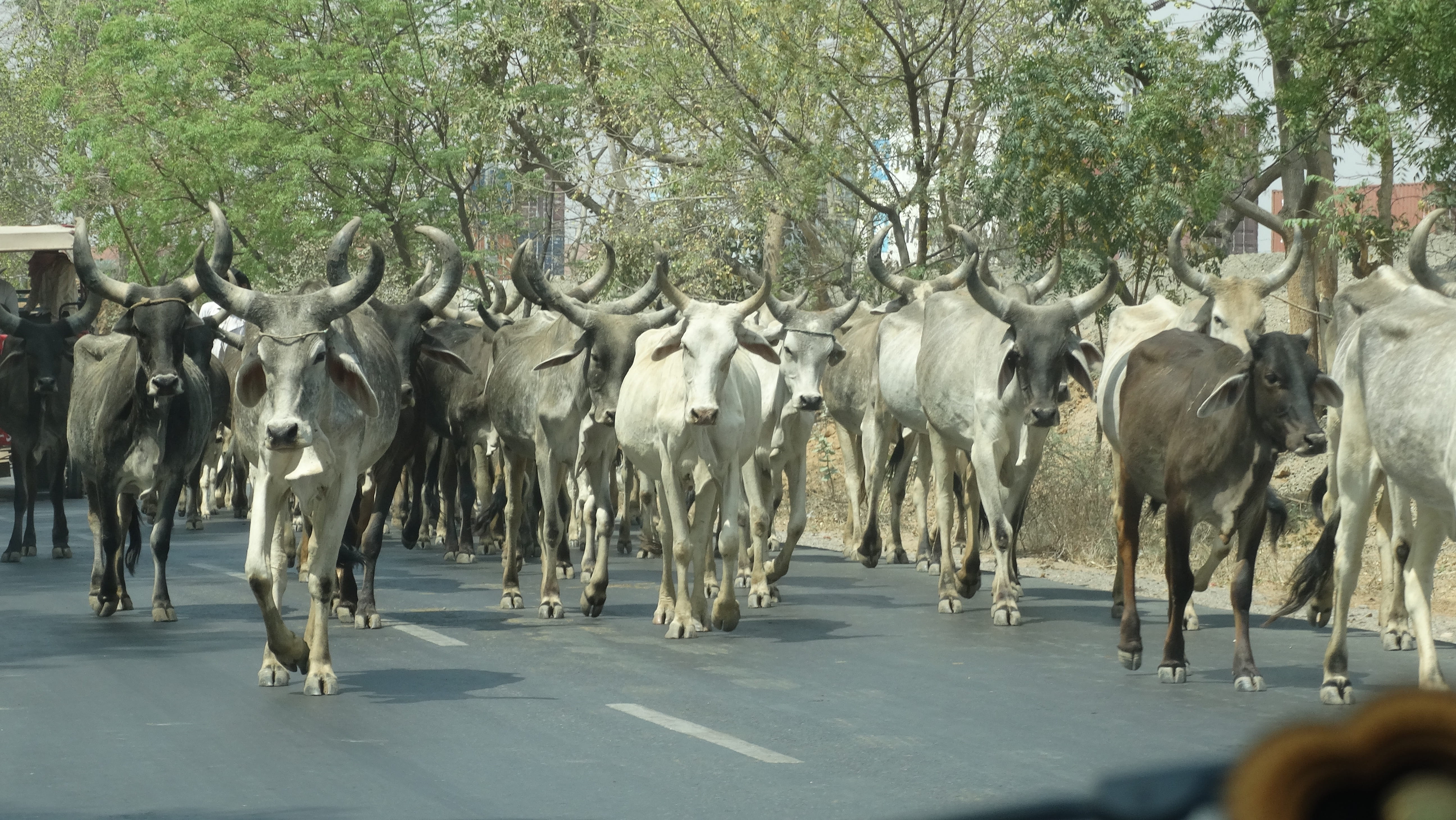 animals in the wild, cattle, domestic, india, large group of animals, road, tree, rural, animal, horned, herd, day, mammal, 5K, livestock, animal themes, HD Wallpaper