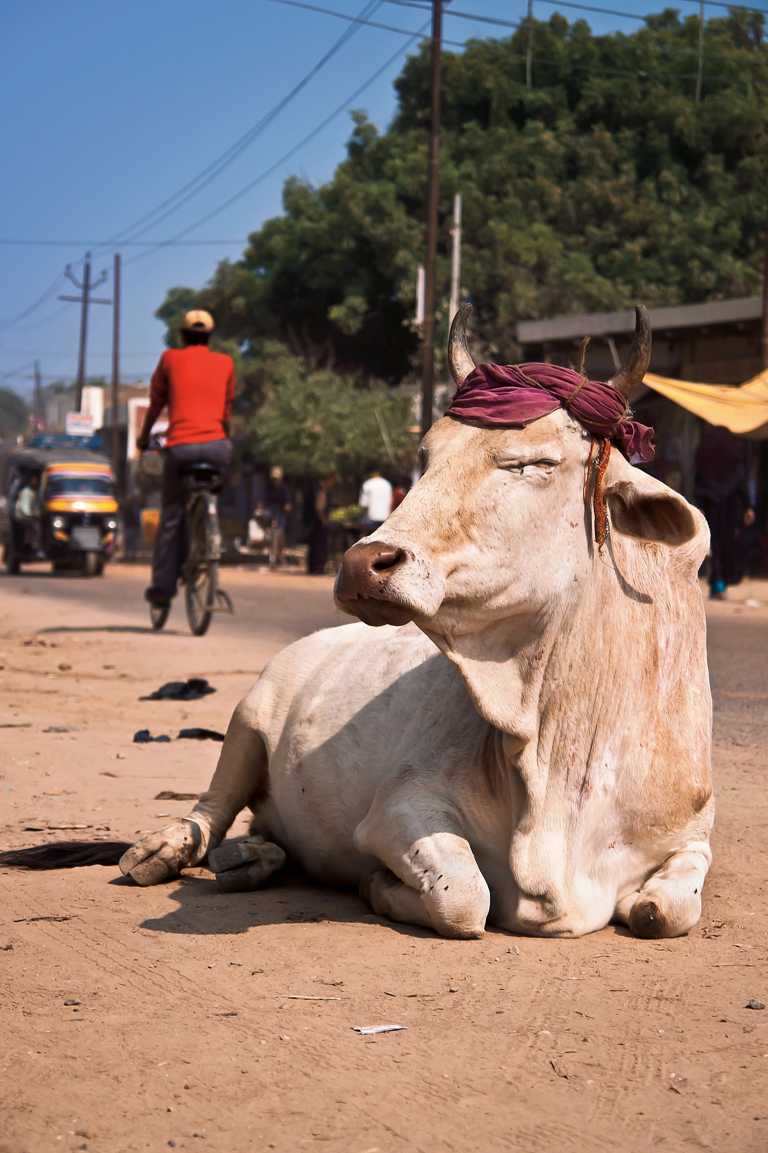 herbivorous, asia, day, livestock, incidental people, outdoors, domestic animals, sleep, culture, summer, outside, nature, cow, india, real people, relax, Phone HD Wallpaper