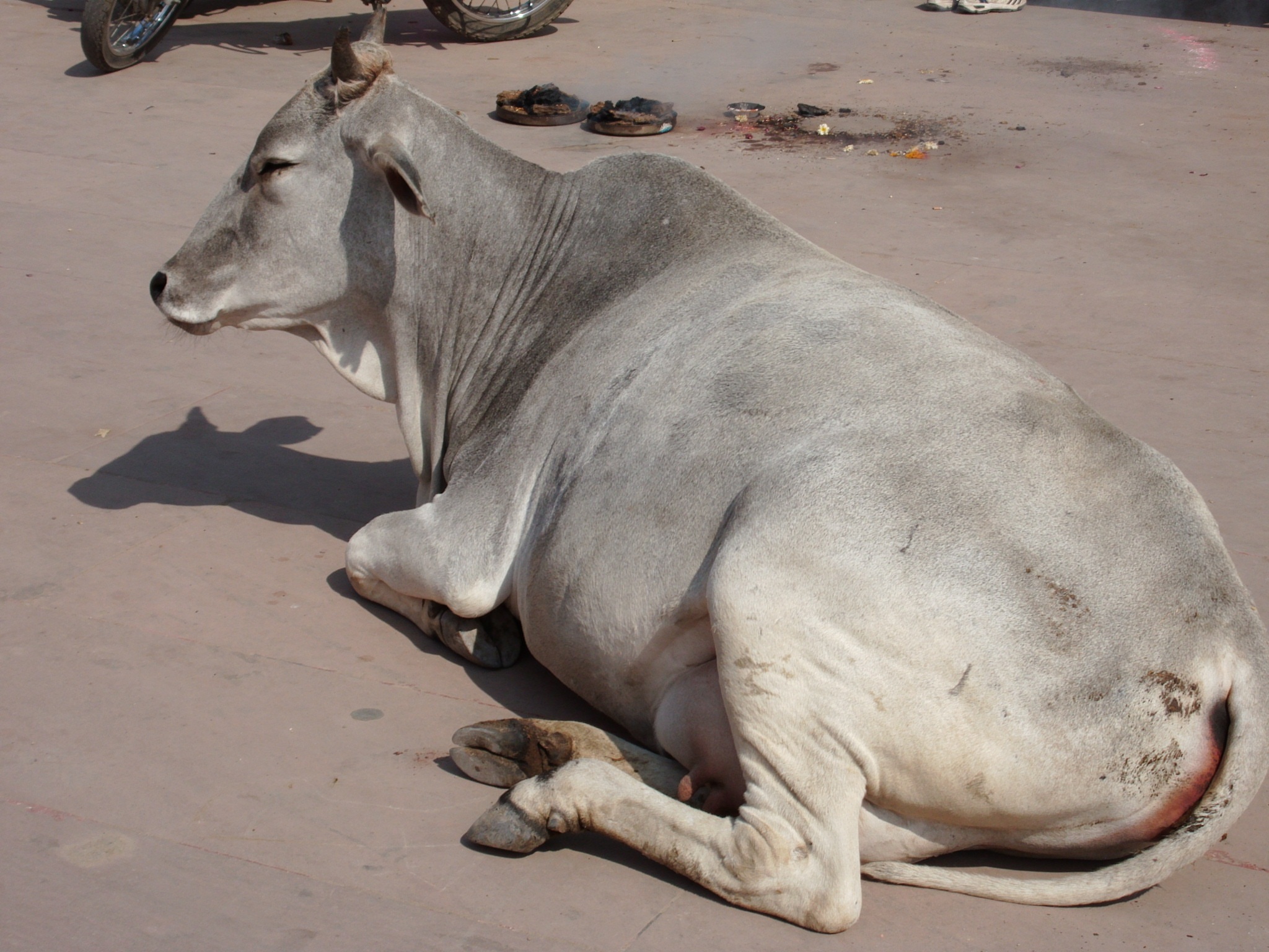lying down, cattle, india, animal themes, no people, pets, domestic animals, 1080P, animals in the wild, day, one animal, vertebrate, animal wildlife, HD Wallpaper