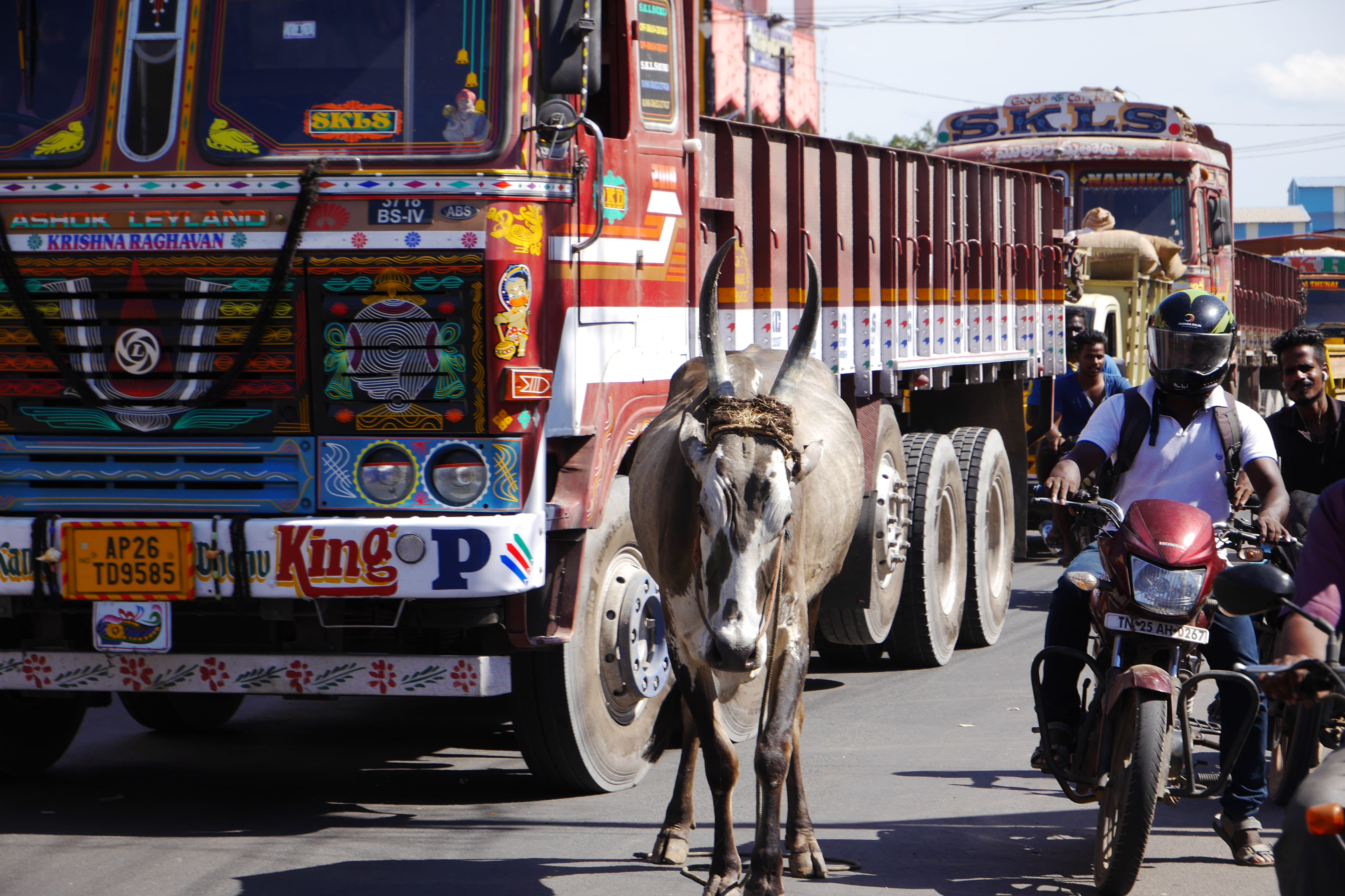 livestock, 4K, mammal, city, road, pets, domestic animals, incidental people, street, architecture, outdoors, transportation, horse, day, working animal, HD Wallpaper