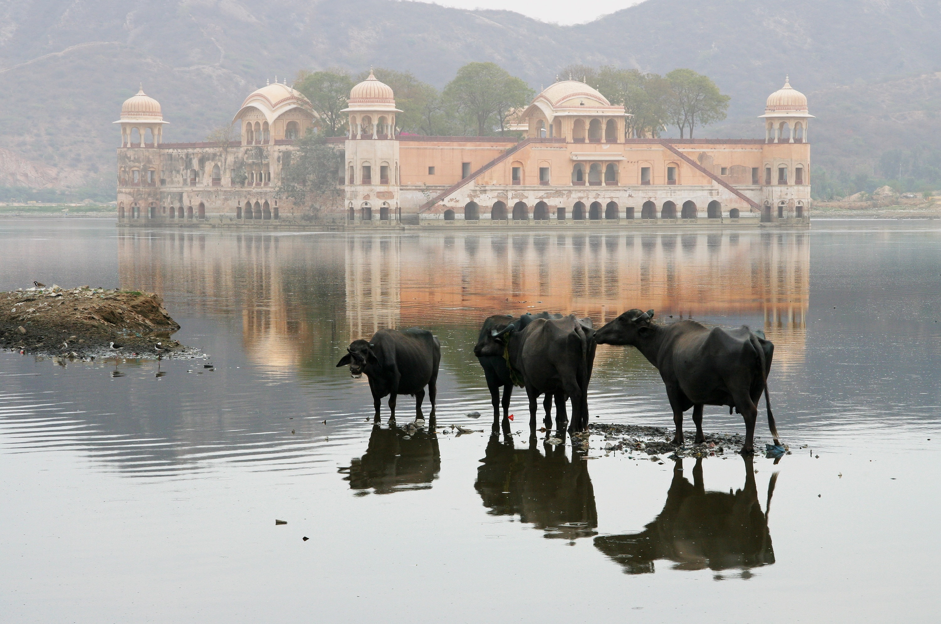 black, landscape, cows, buffalos, building, animal themes, 2K, mountain, mammal, day, building exterior, history, waterfront, four, vertebrate, HD Wallpaper