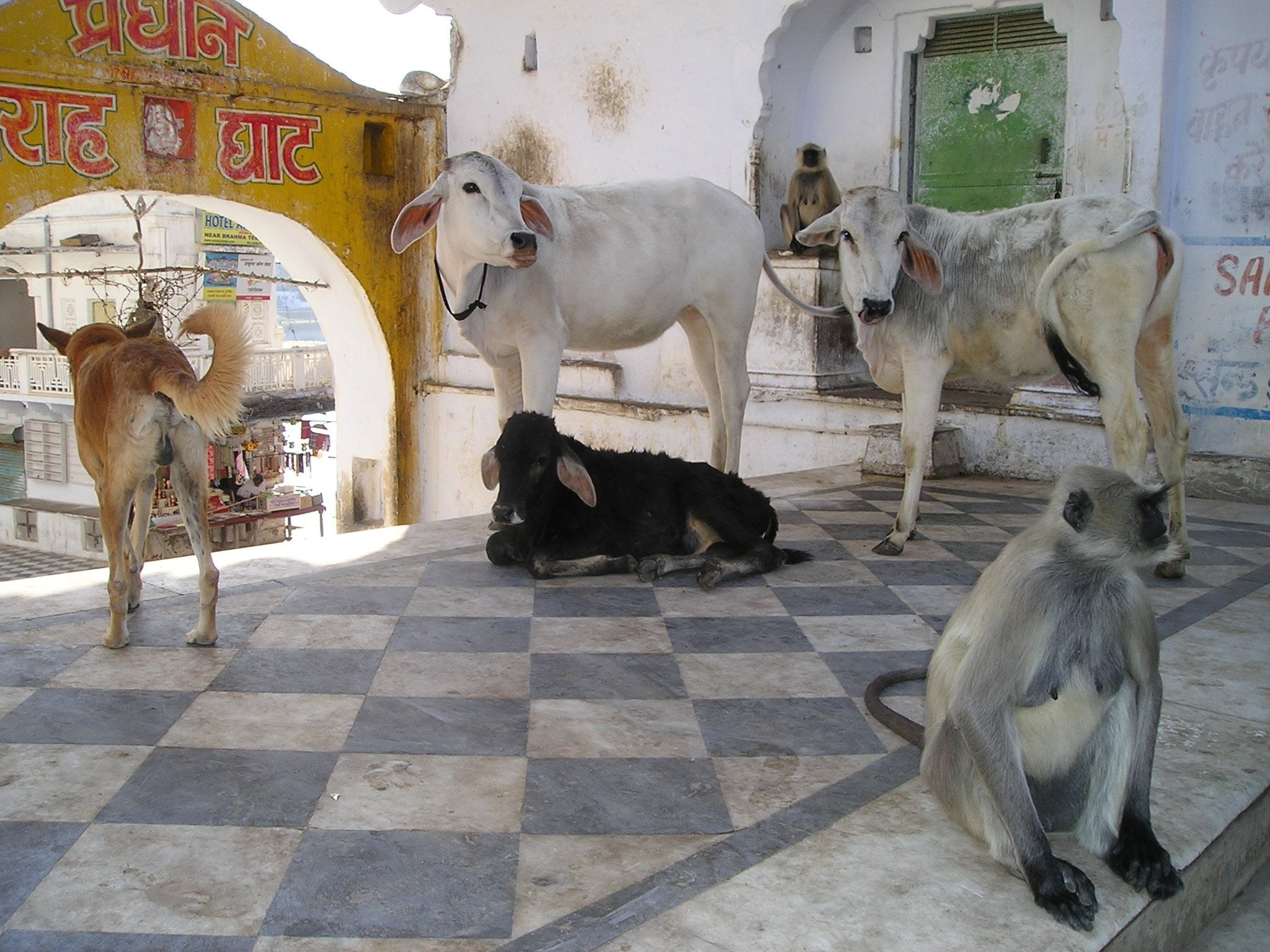 two, india, dog, cow, day, domestic, monkey, no people, animals, three, domestic animals, group of animals, cows, holy, nature, medium group of animals, HD Wallpaper