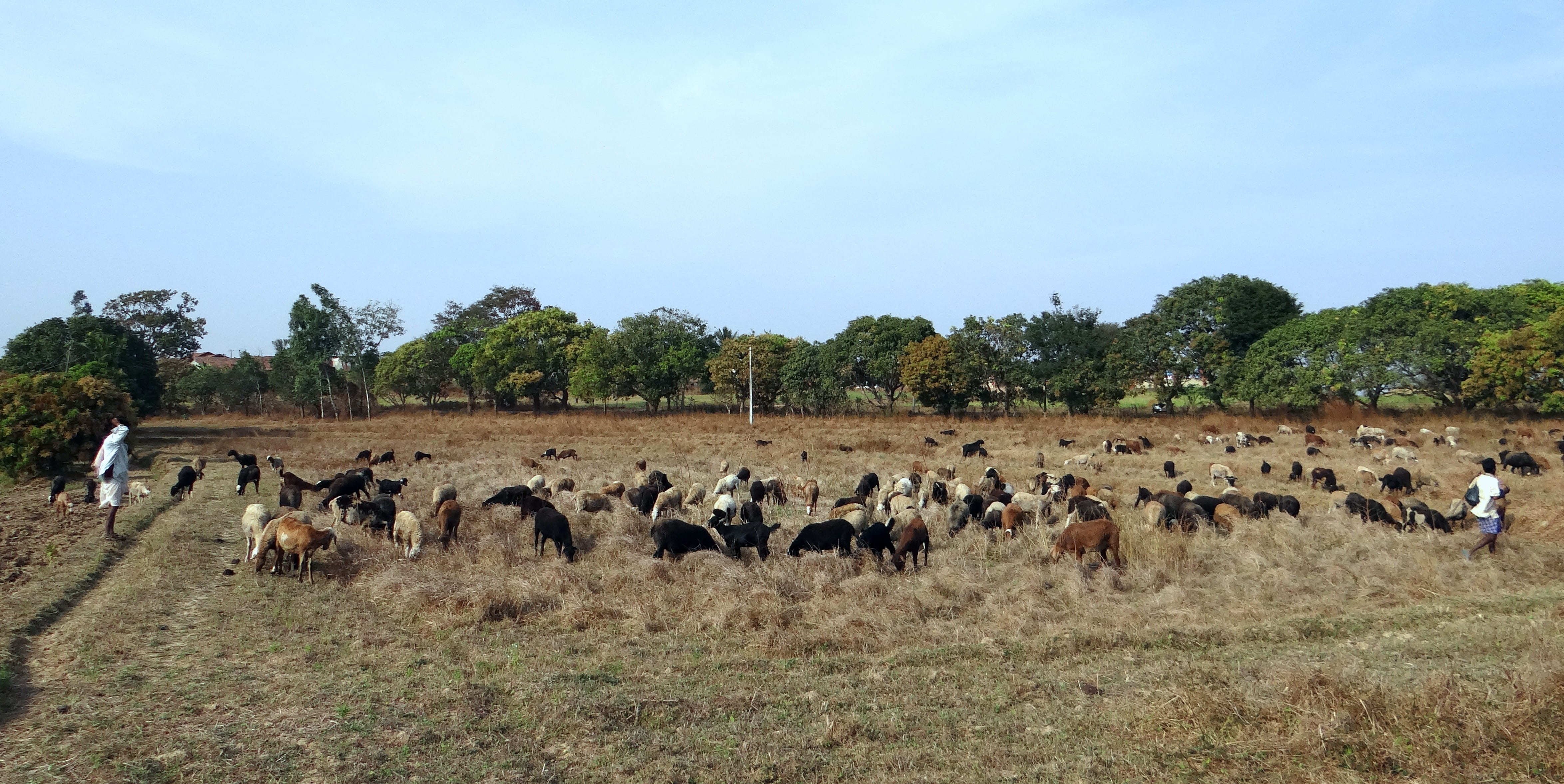 India, plant, cattle, animal, environment, animal wildlife, animals And Pets, vertebrate, grass, Grazing, semi-arid, herbivorous, agriculture, outdoors, HD Wallpaper