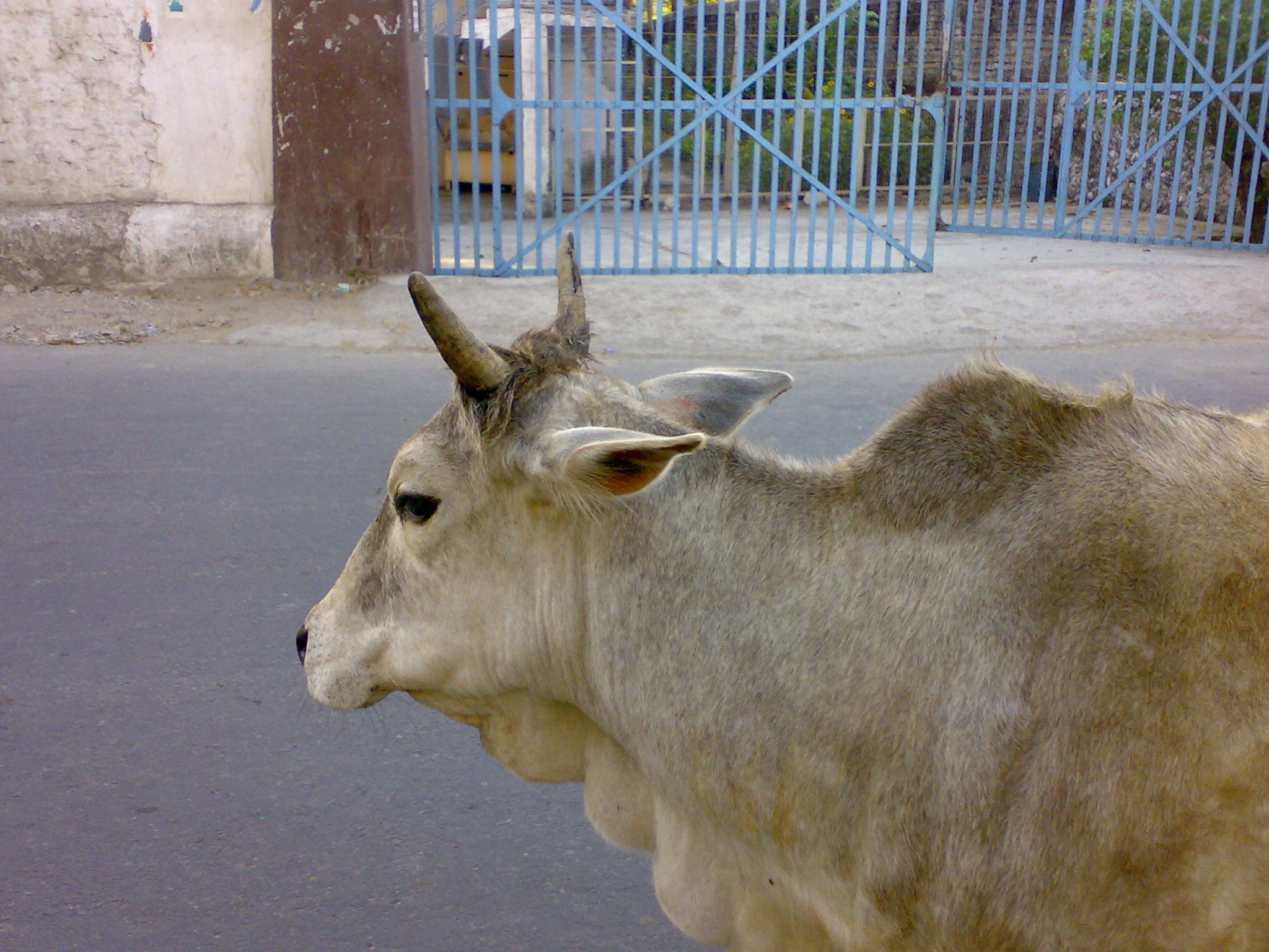 cow, domestic, animal, mammal, boundary, fence, holy, herbivorous, livestock, one animal, animal wildlife, pets, 1080P, vertebrate, day, barrier, animal head, HD Wallpaper
