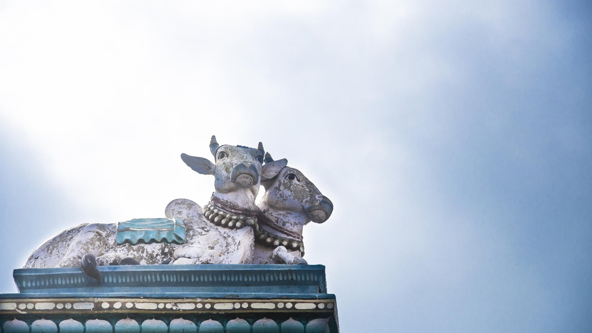 architecture, India, sunlight, cows, the cow, photography, 1080P, HD Wallpaper