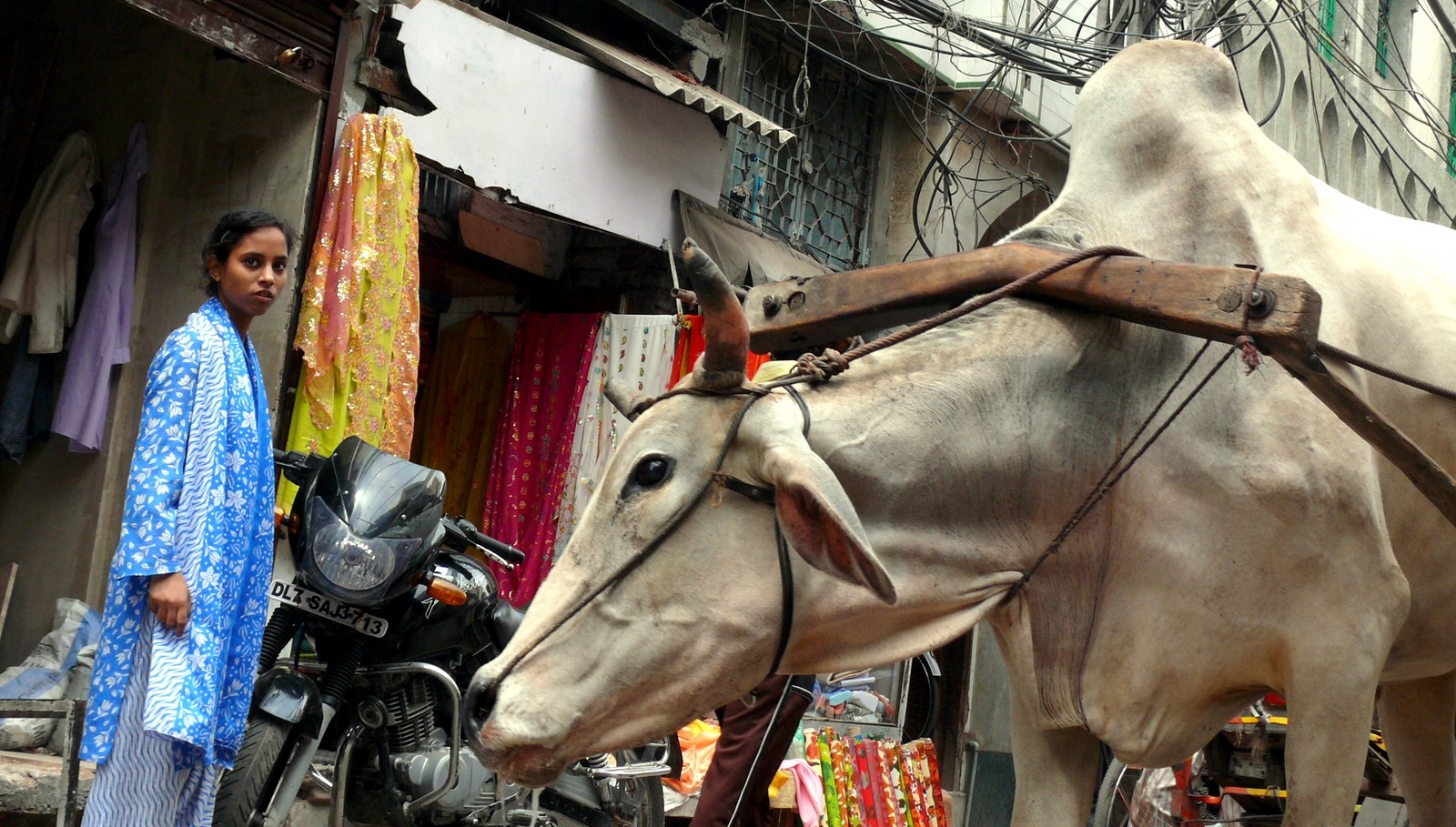 720P, land vehicle, car, animal wildlife, one person, men, one animal, horse, motorcycle, fatigue, livestock, side view, standing, woman, cow, pets, incidental people, HD Wallpaper