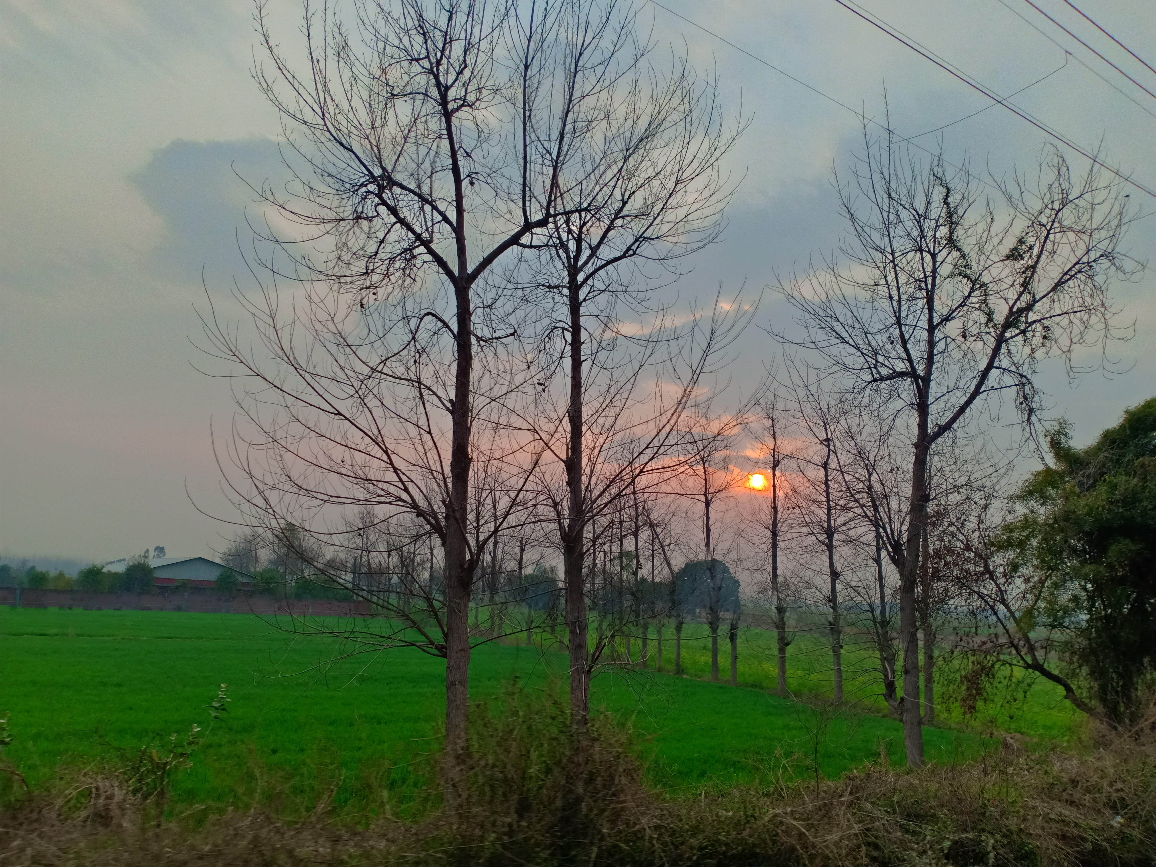 plant, nature, bare tree, green color, environment, tranquil scene, red sky, animal, land, beauty in nature, scenics - nature, dusk, no people, new delhi, HD Wallpaper