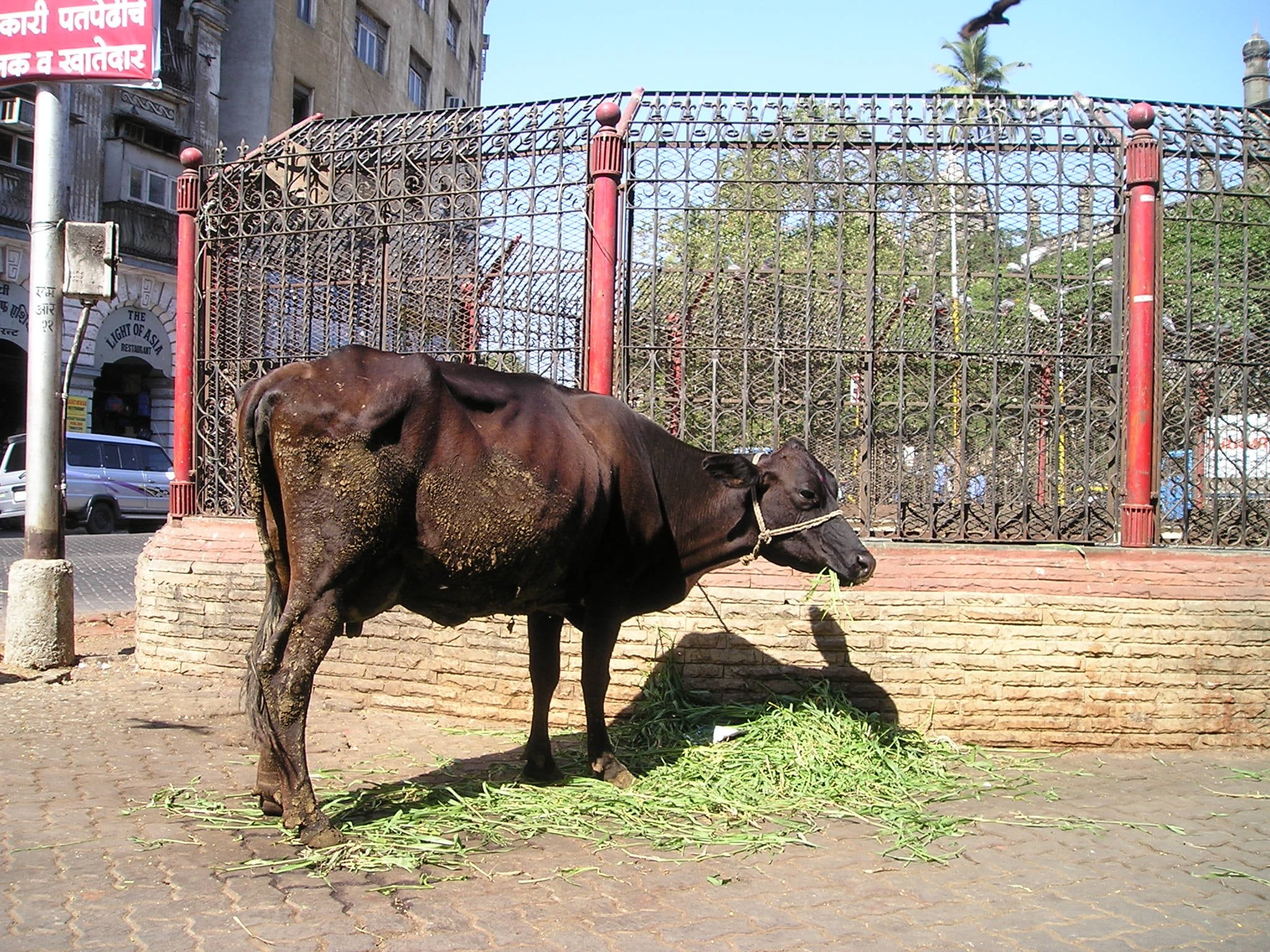 outdoors, livestock, architecture, barrier, herbivorous, mammal, animal wildlife, vertebrate, domestic animals, full length, pets, holy, built structure, HD Wallpaper