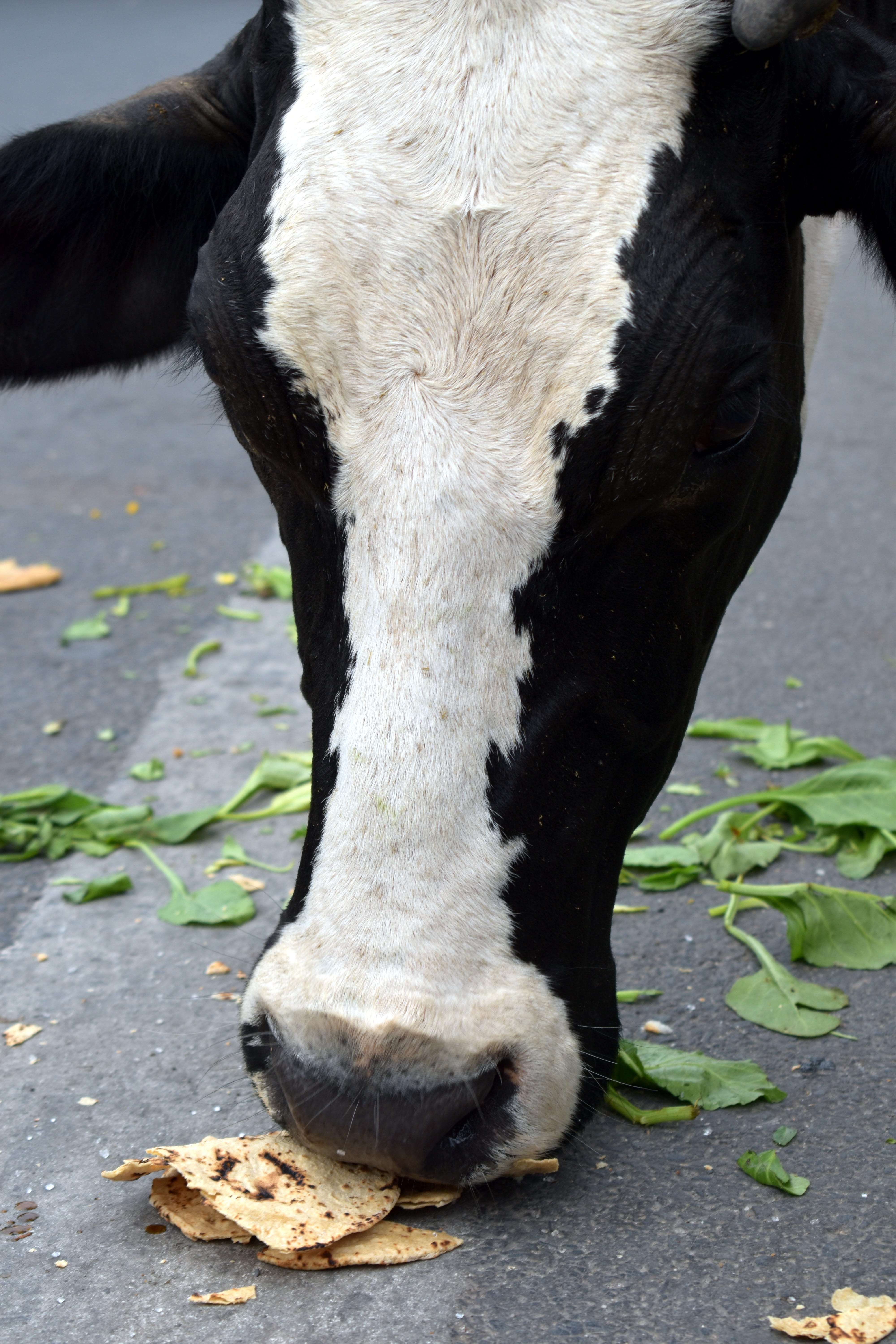 white color, 5K, close-up, pets, domestic, no people, nature, domestic animals, one animal, cow, livestock, animal themes, animal head, animal, cattle, Phone HD Wallpaper