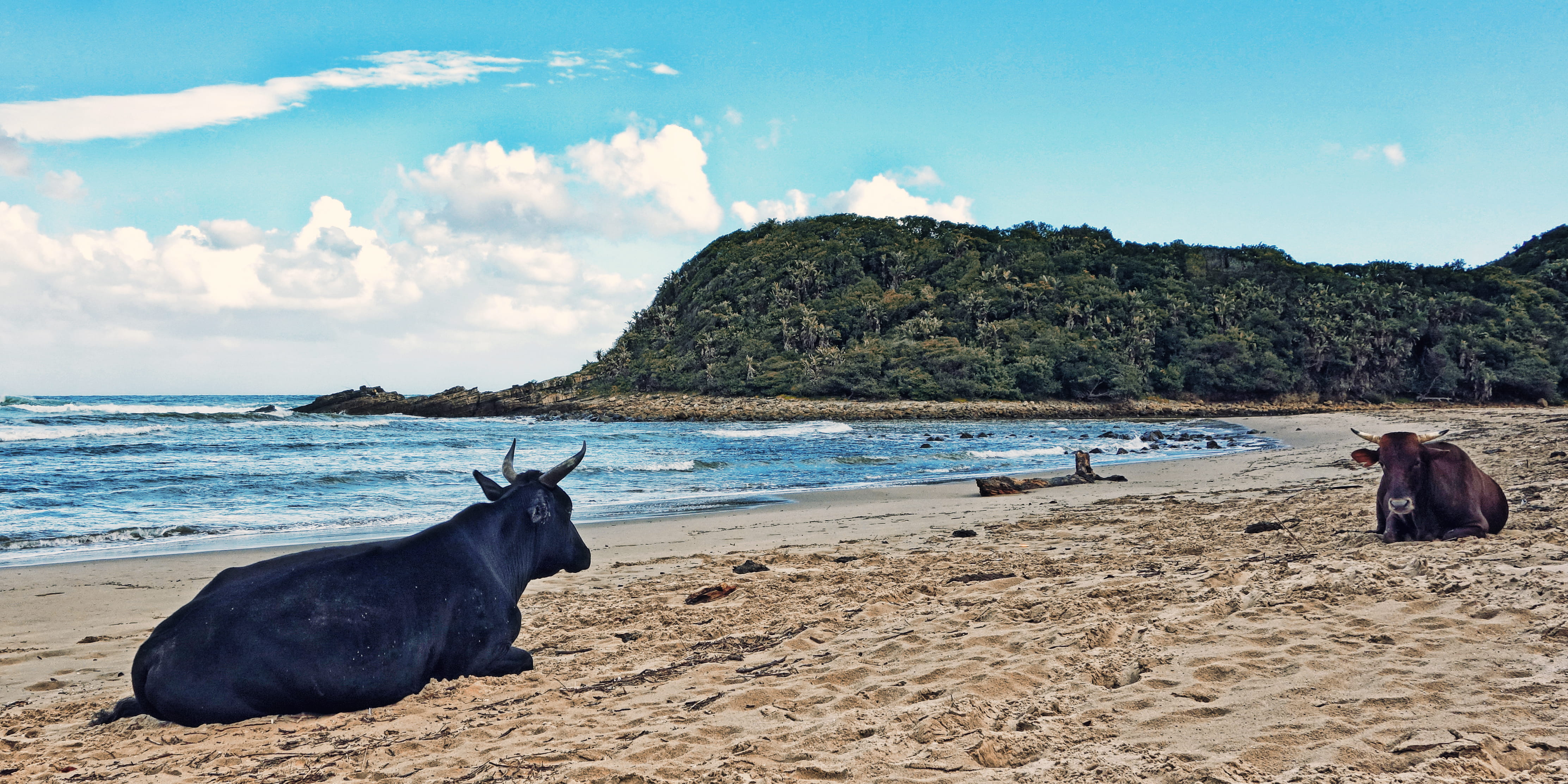 animal, sea, yoga, indian ocean, beauty in nature, wild coast, pets, travel, sky, domestic, scenics - nature, mammal, 4K, cloud - sky, spirituality, vertebrate, HD Wallpaper
