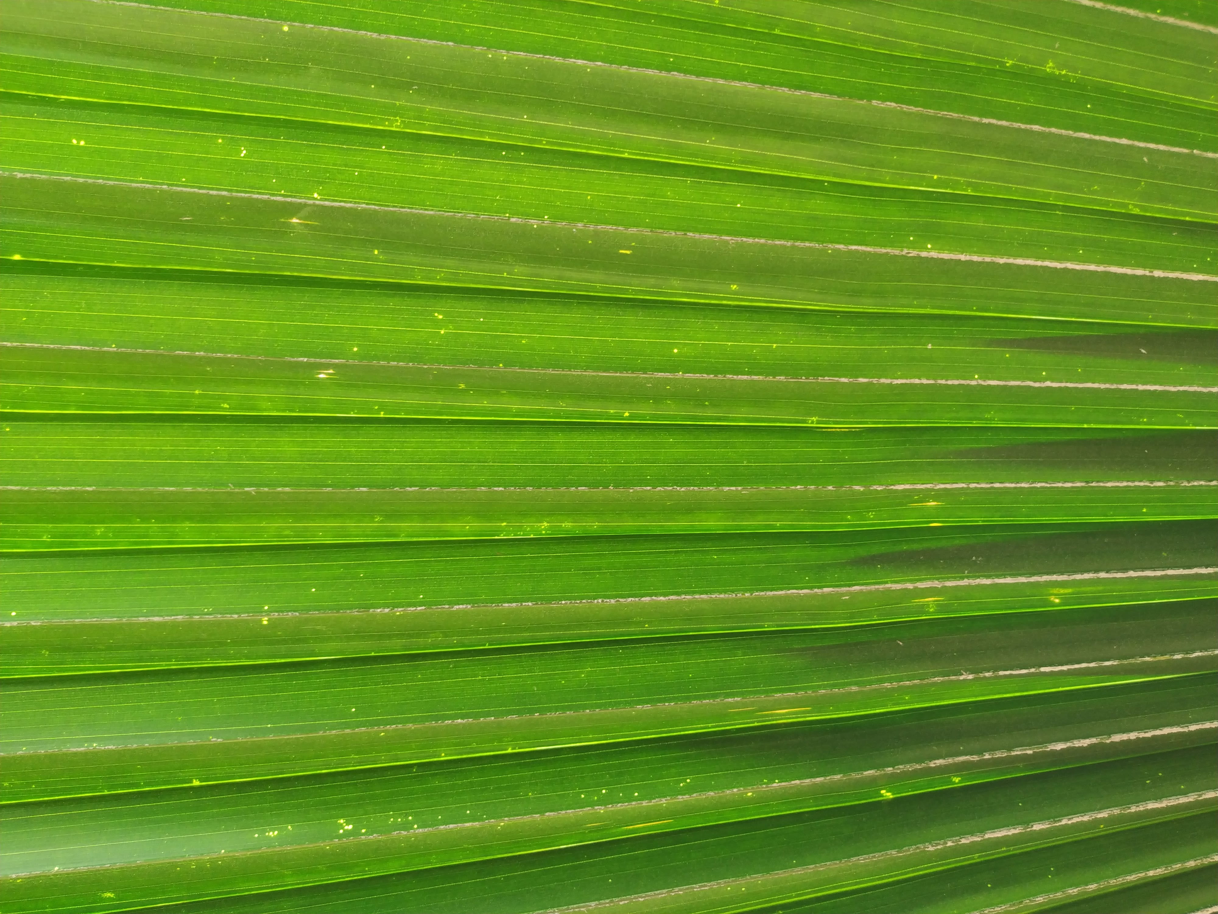 32, beauty in nature, arecaceae, 4K, backgrounds, textured, coin, close-up, texture, palm leaf, plant part, green, lawn, no people, tropical climate, machine, HD Wallpaper