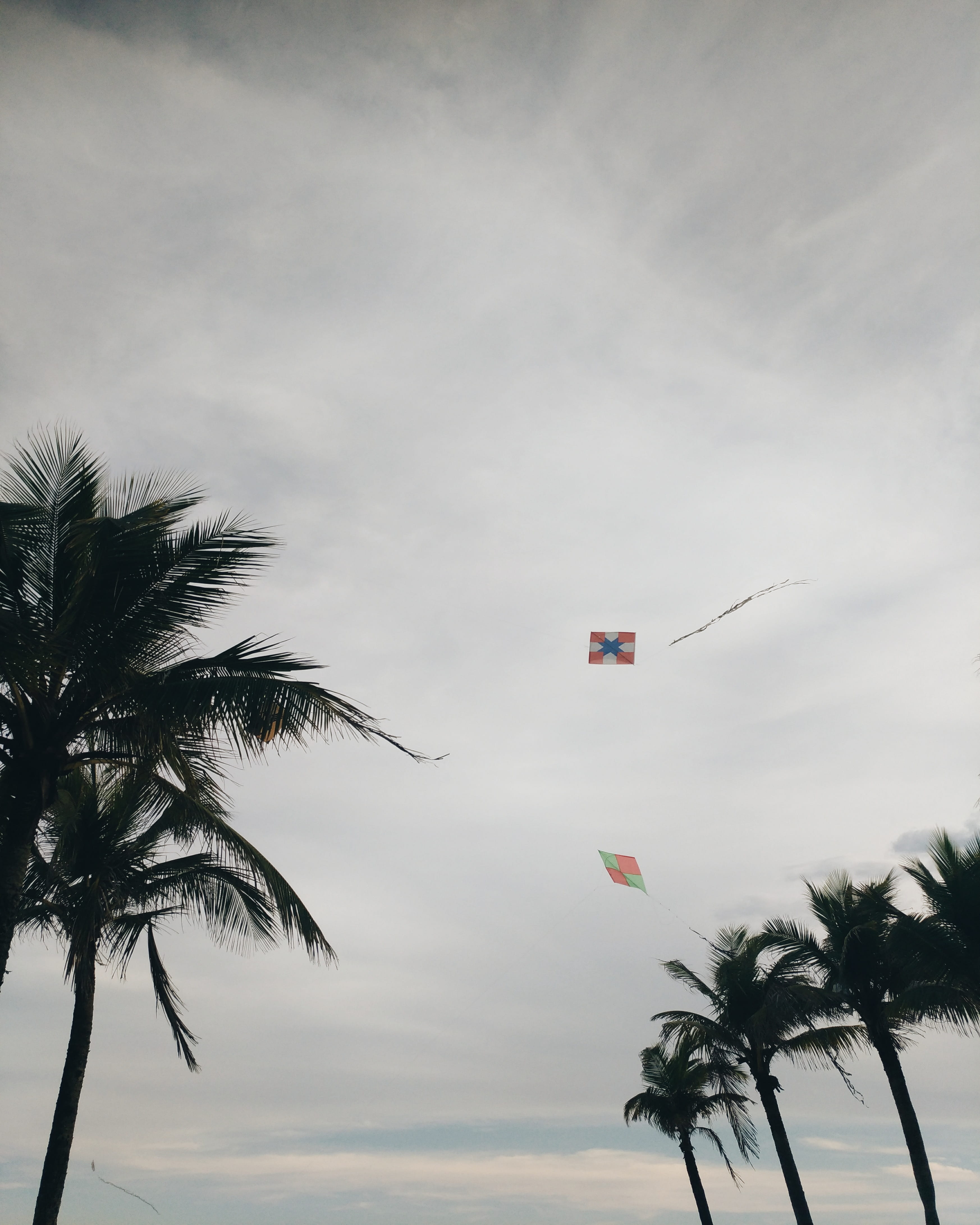 tree, tropical climate, 4K, nature, cloud - sky, tranquil scene, palm leaf, tropical tree, palm tree, no people, toy, tranquility, beach, flying, silhouette, Phone HD Wallpaper