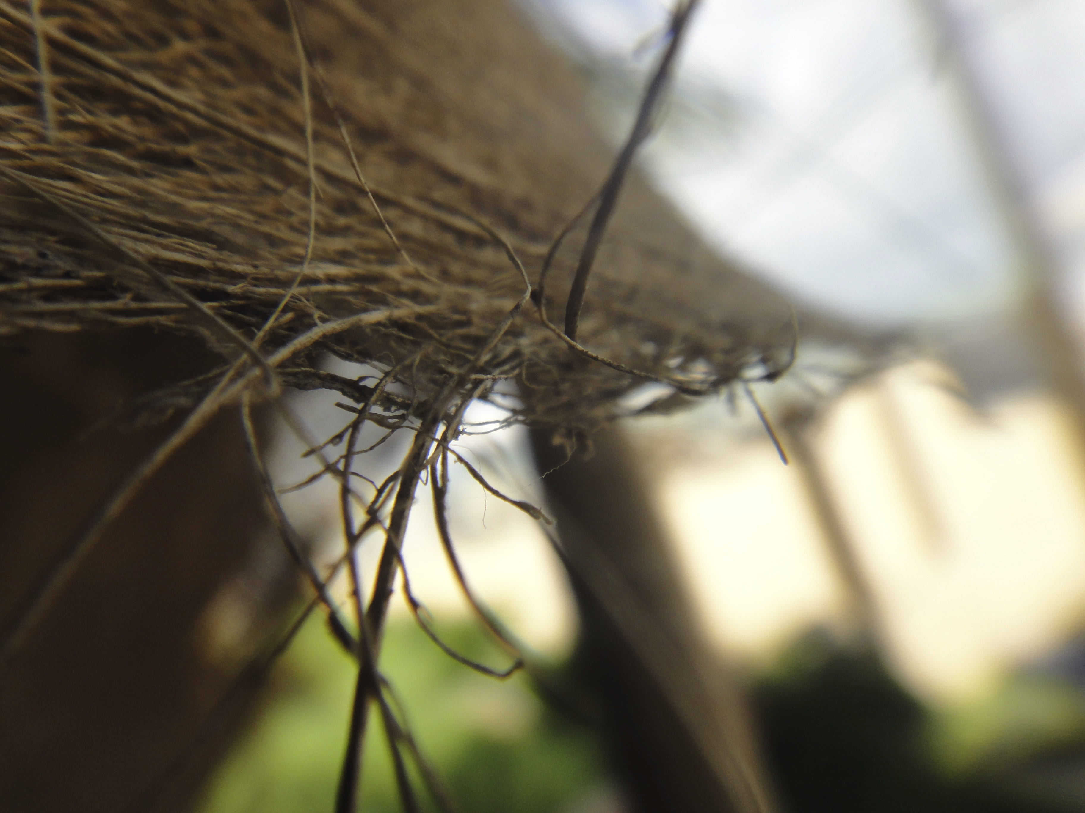 growth, land, branch, no people, focus on foreground, tree, beauty in nature, day, dry, nature, outdoors, tranquility, sunlight, fragility, brazil, fence, HD Wallpaper