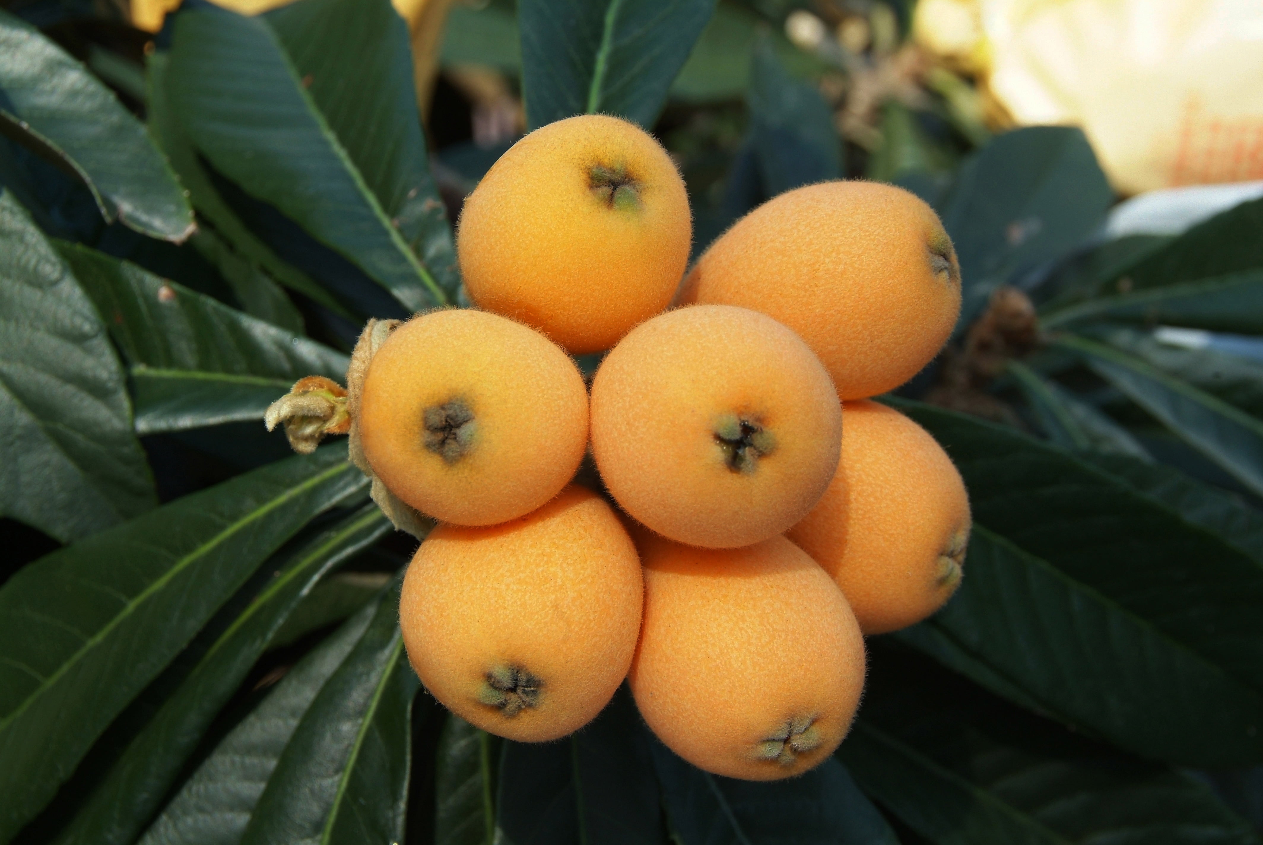 summer, orchard, leaf, sweet Food, season, fruit, ripe, plant, focus on foreground, orange color, plant part, no People, wellbeing, food And Drink, twig, HD Wallpaper