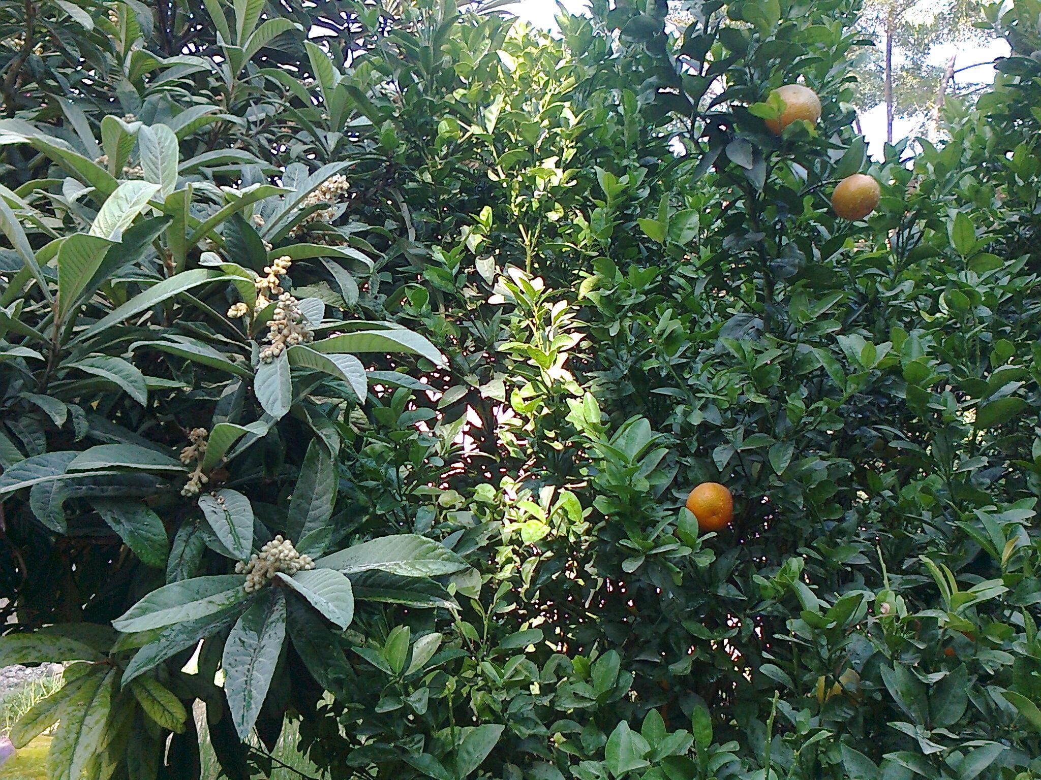 nature and landscapes, fruiter, trees, loquat, 1080P, orange, nature, tree, HD Wallpaper