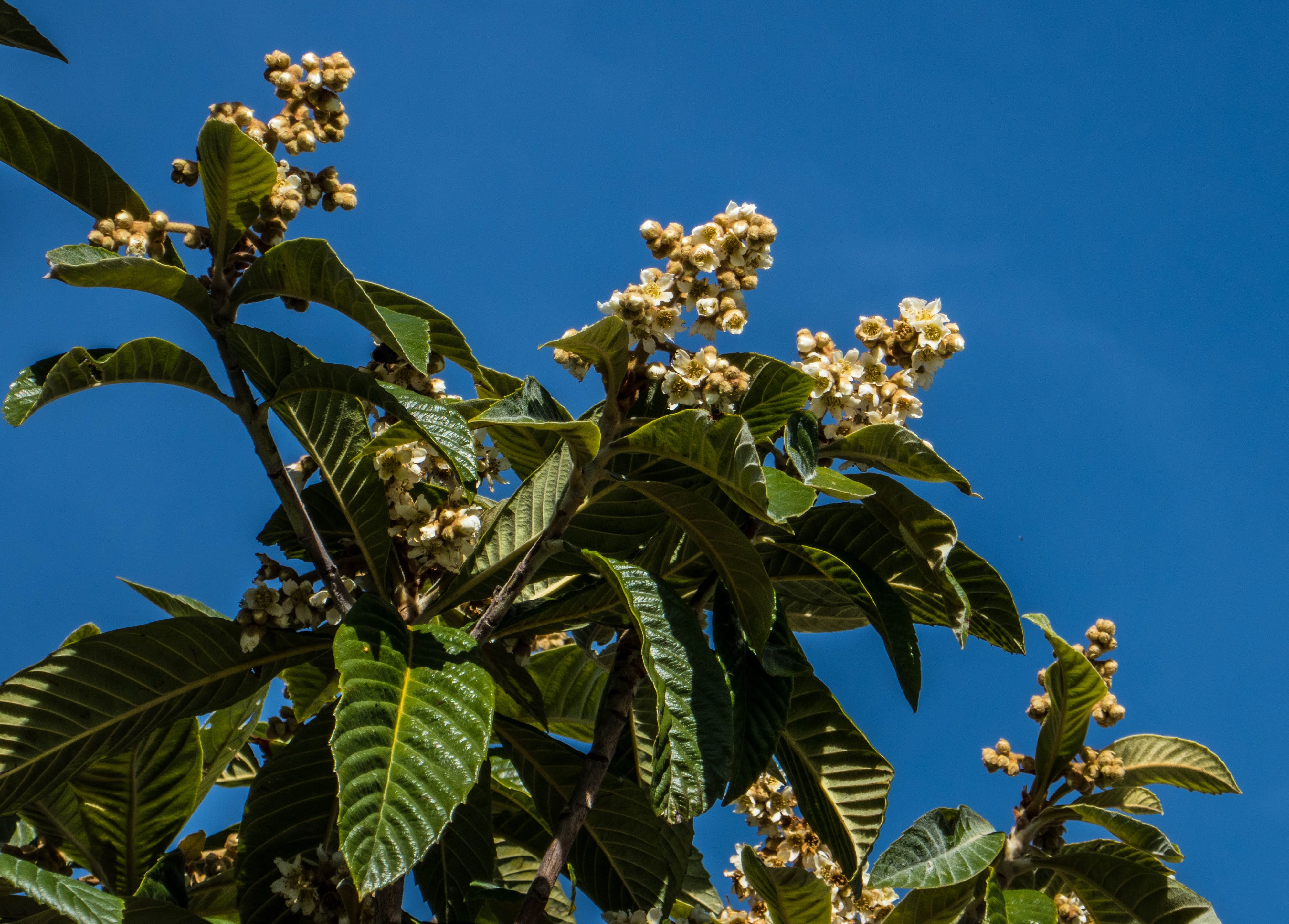 healthy eating, loquat, sky, nature, leaf, blossoming, 4K, blue, food, agriculture, tree, day, season, blossom, garden, sunny, petal, growth, clear sky, HD Wallpaper