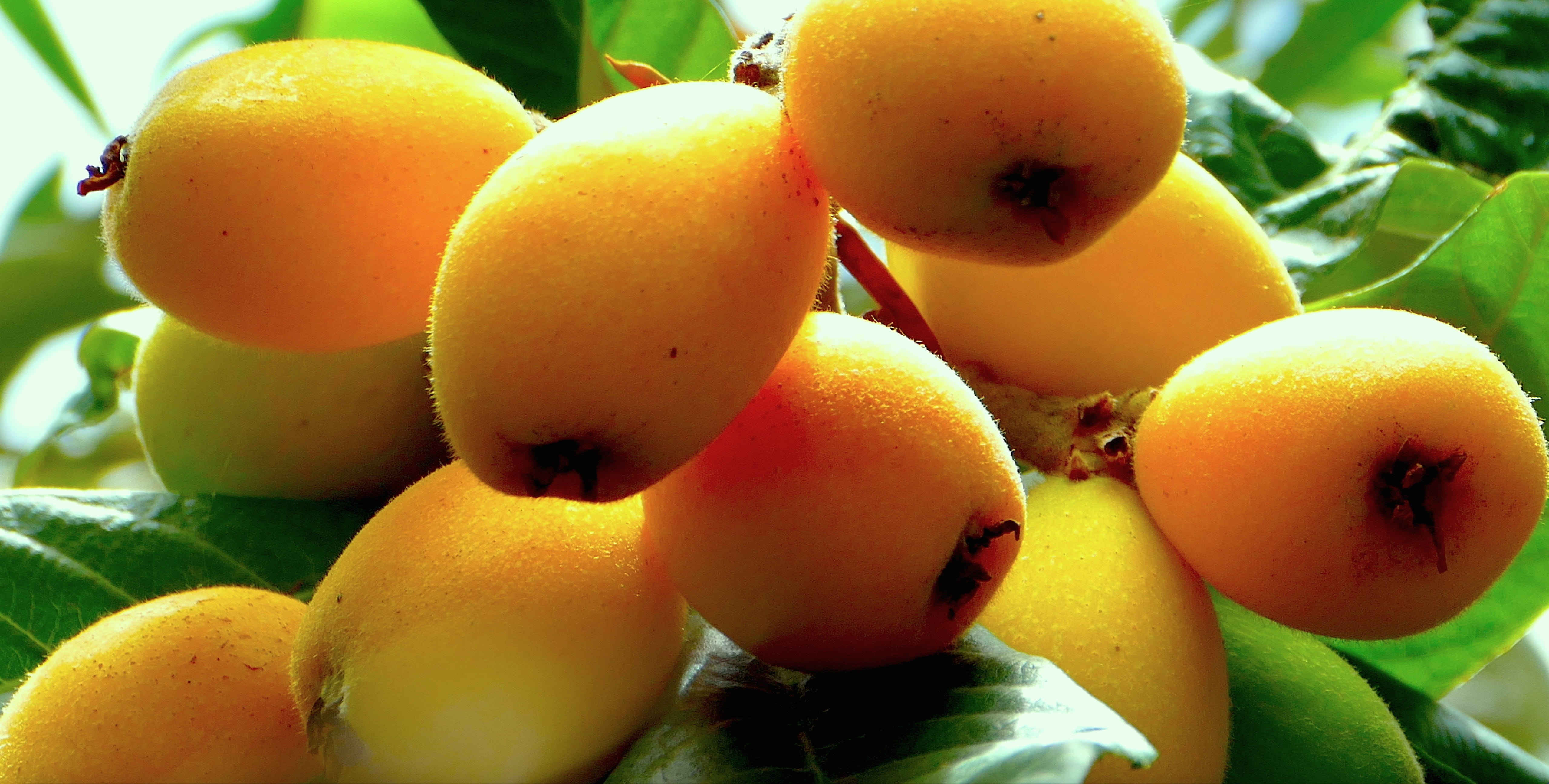 wellbeing, agriculture, food and drink, plant, citrus fruit, close-up, plant part, no people, nature, healthy eating, growth, yellow, focus on foreground, HD Wallpaper