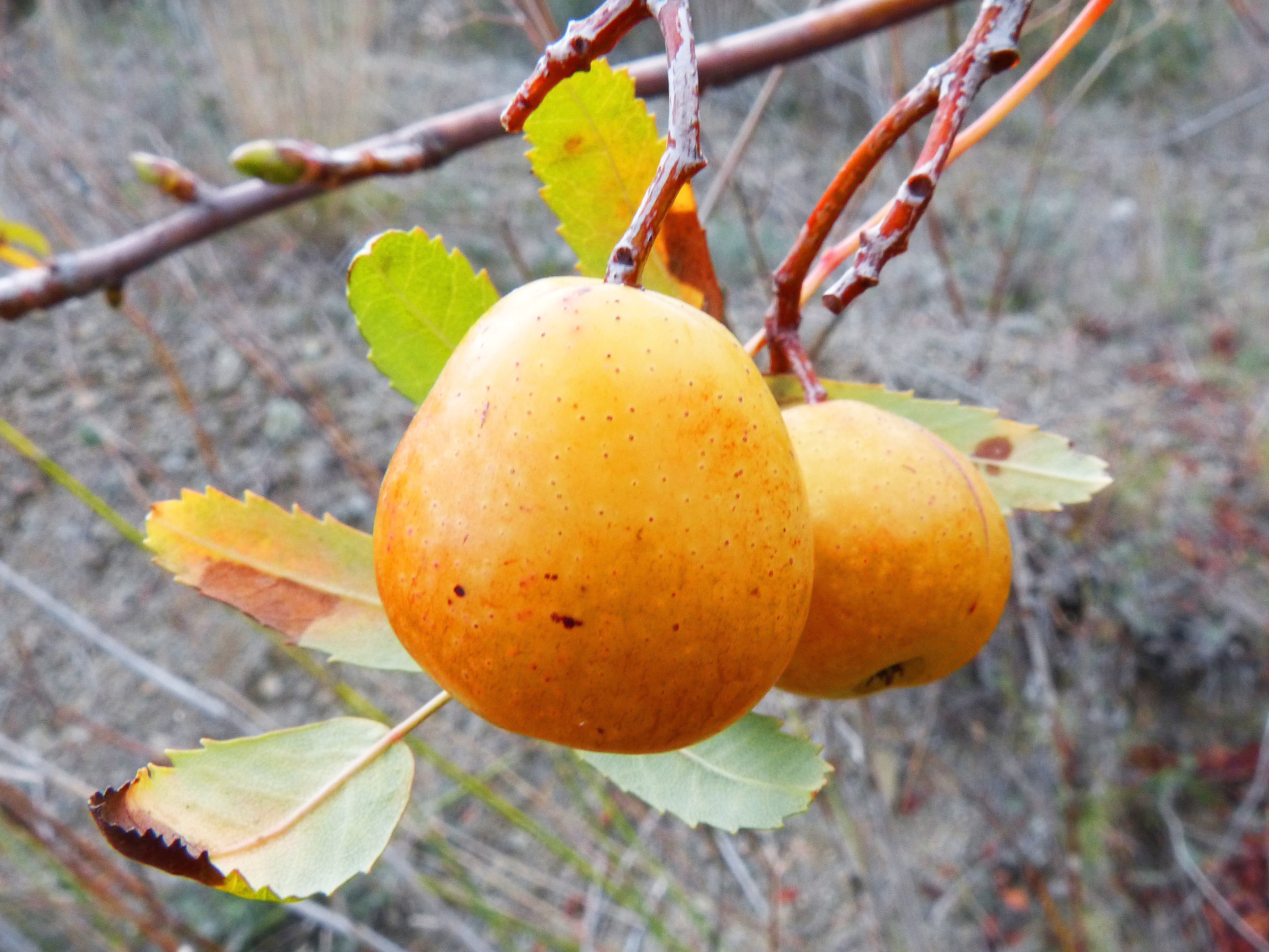 food and drink, day, freshness, tree, beauty in nature, leaf, plant, twig, plant part, orange color, fruit, branch, loquat winter, medlar, growth, 2K, HD Wallpaper
