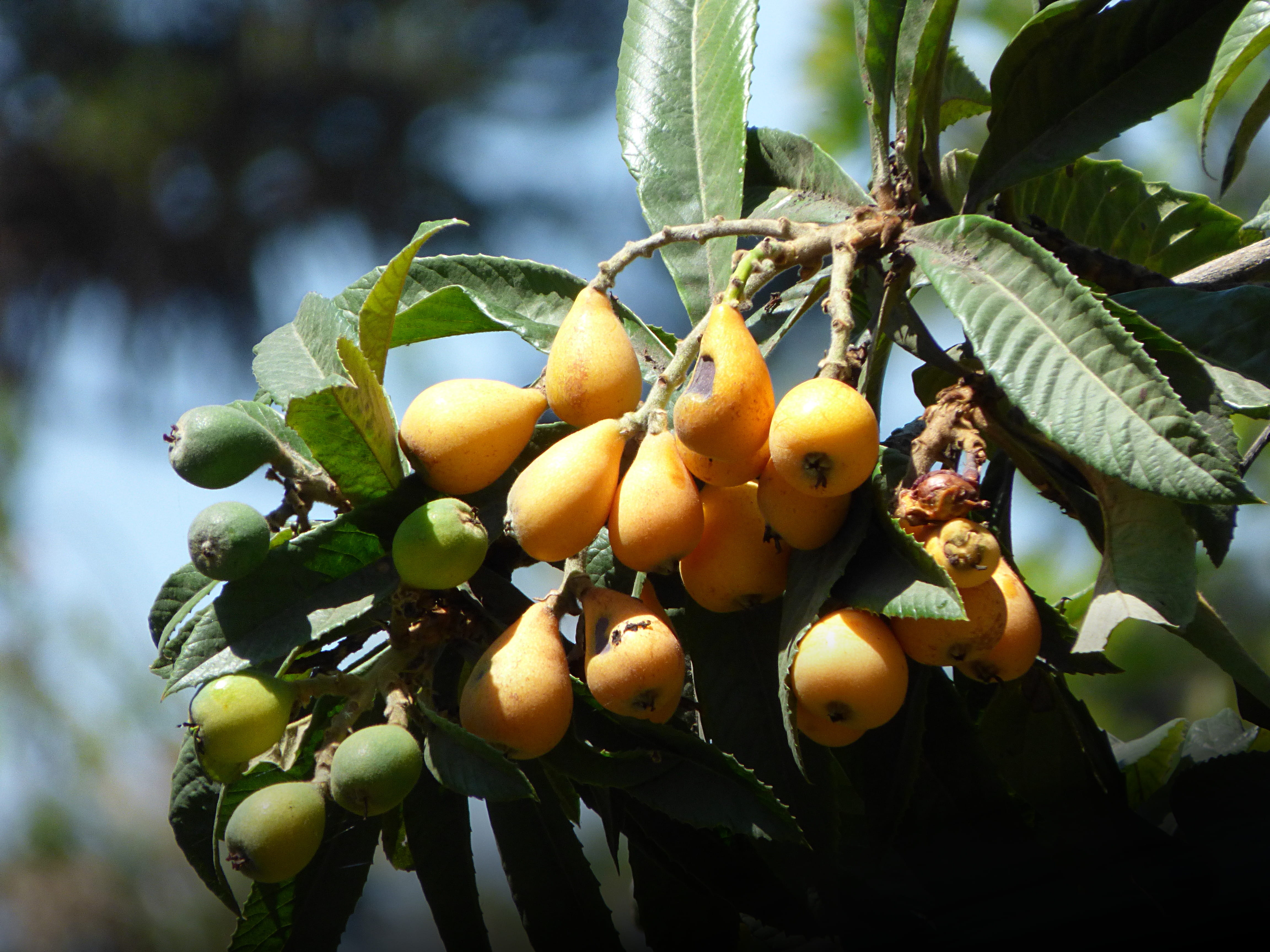 nature, fruit, plant, no people, outdoors, 4K, wellbeing, low angle view, plant part, leaf, food and drink, growth, healthy eating, fruit tree, freshness, HD Wallpaper