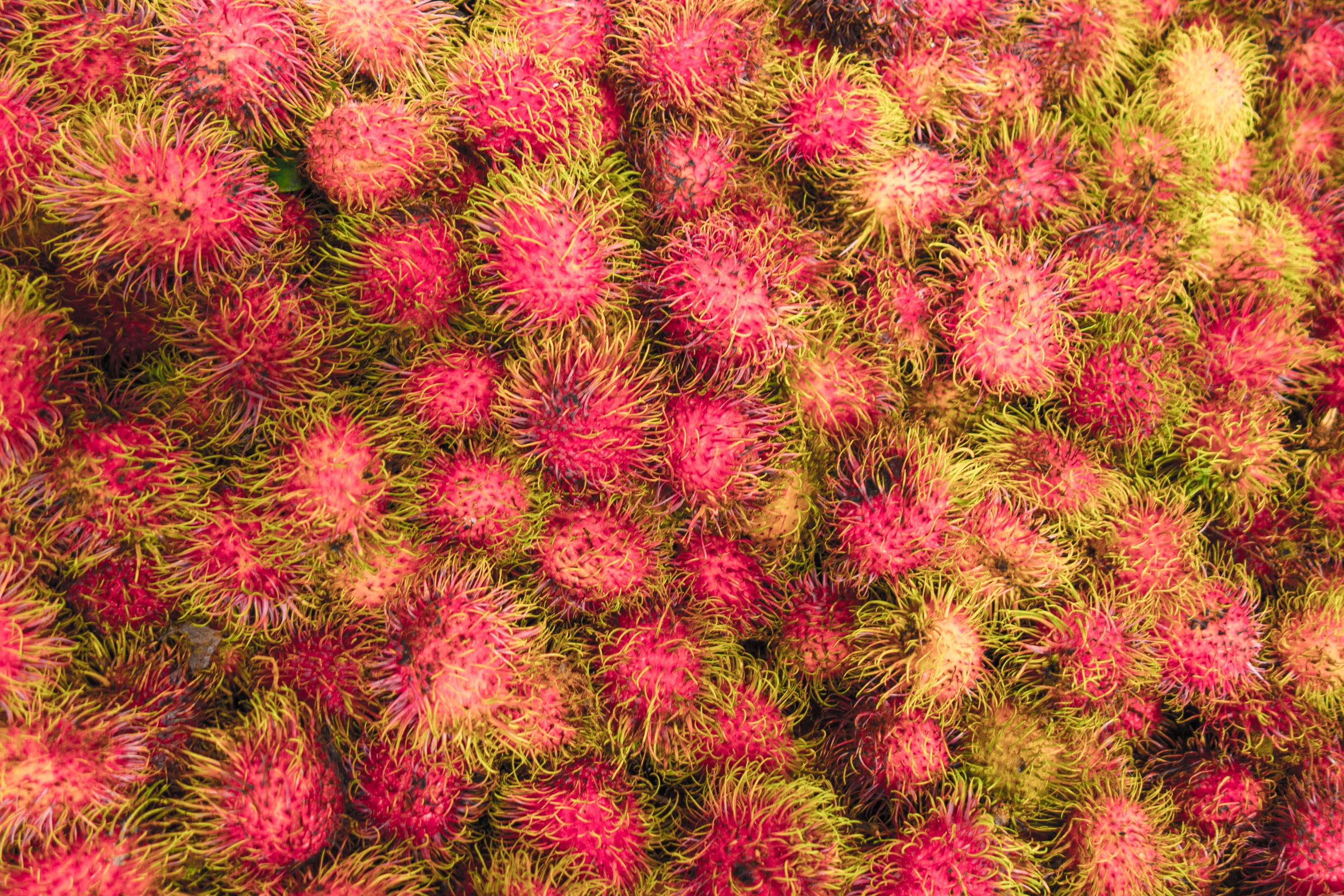 backgrounds, fruit, beauty in nature, pink color, plant, colorful, ripe, malaysia, exotic, day, red, freshness, tropical, natural, food and drink, delicious, HD Wallpaper