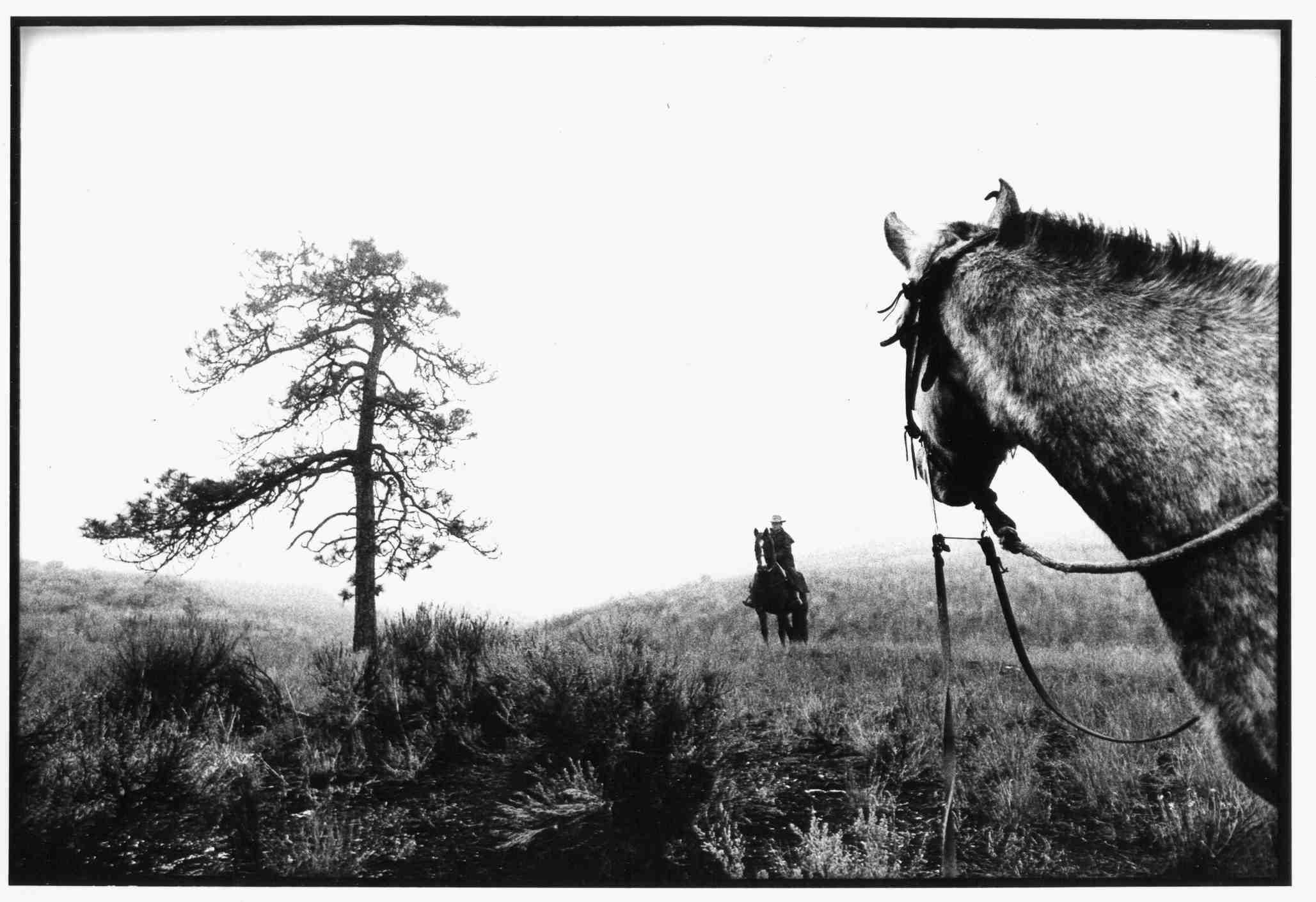 horses, watching, animals, b, 1080P, b and w, grass, the intruder, horse, plants, amp, arrival, w, HD Wallpaper