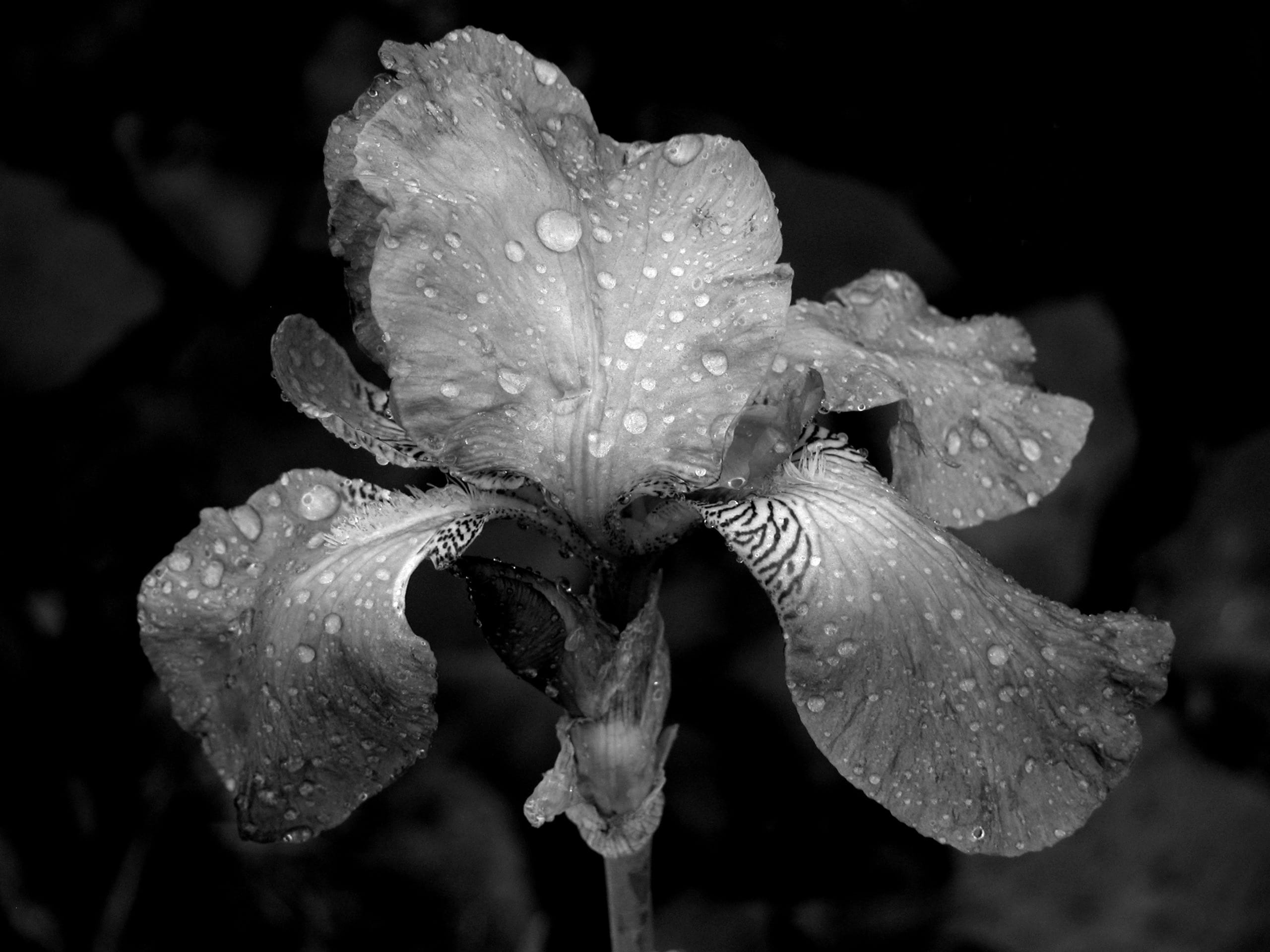 freshness, no people, outdoors, iris, b and w, fragility, inflorescence, 2K, purity, growth, close-up, nature, petal, beauty in nature, raindrop, wet, HD Wallpaper