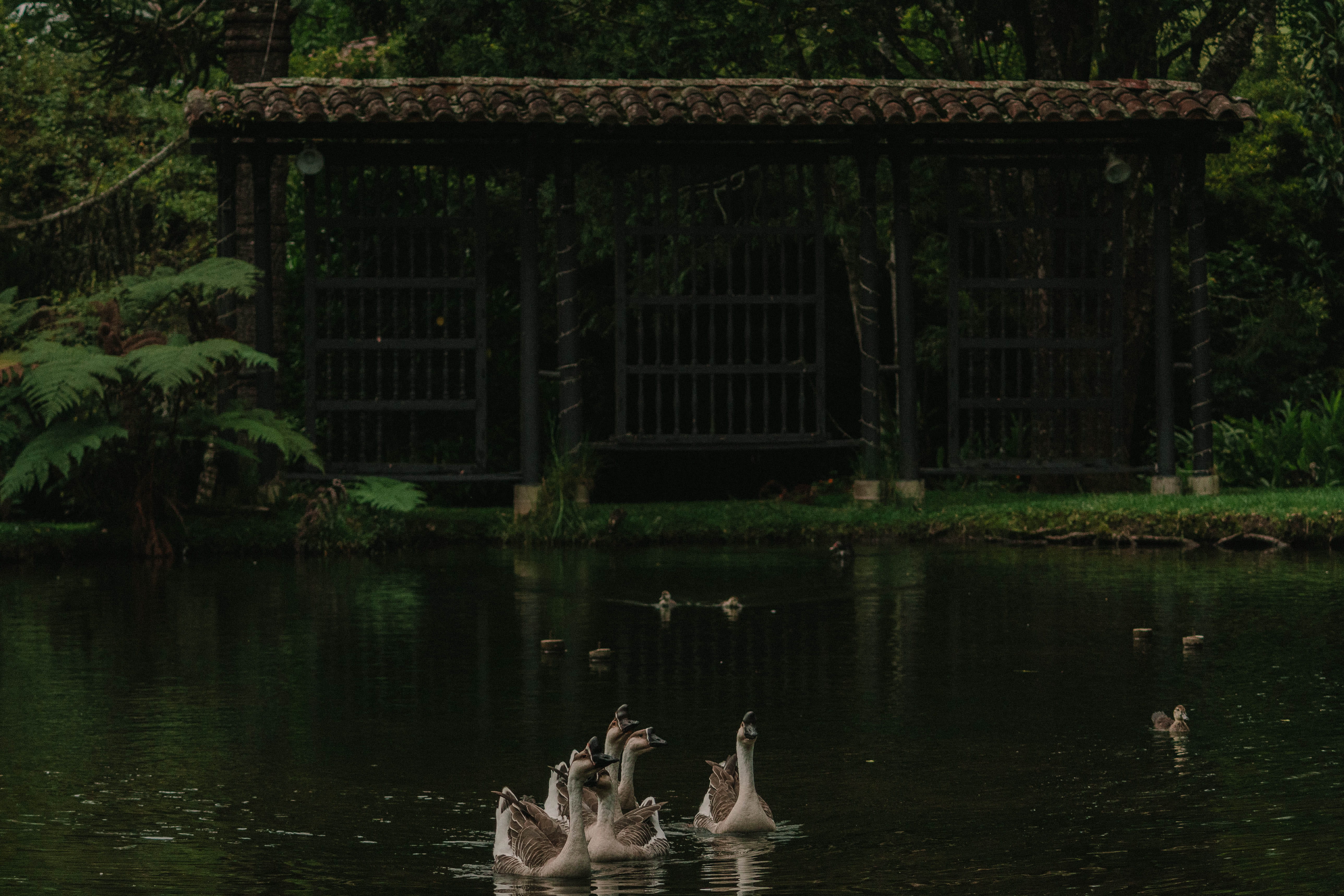 swimming, vertebrate, grass, tree, 5K, no people, group of animals, door, water, water bird, plants, animal wildlife, bird, animals, waterfront, HD Wallpaper