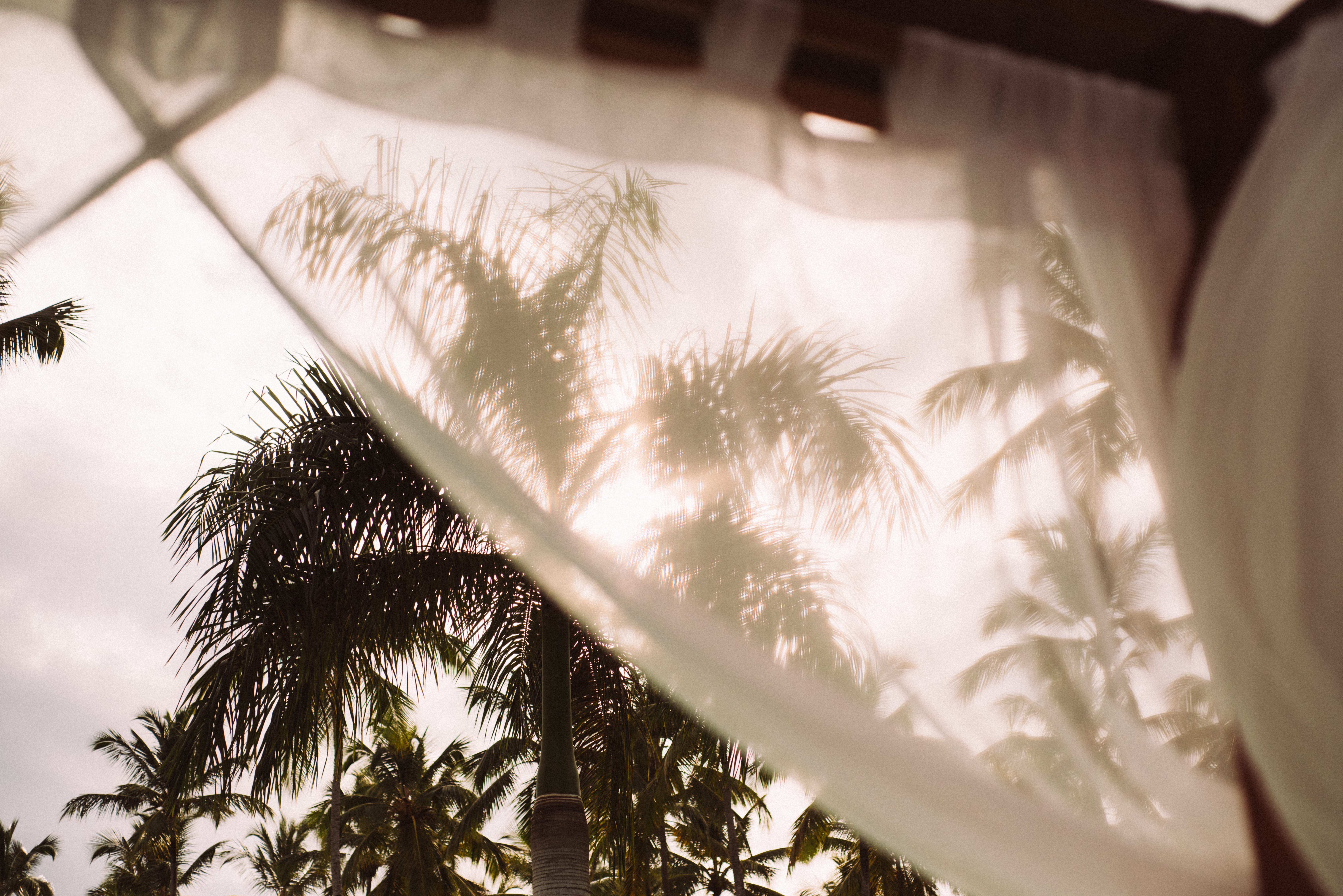 windy, blue sky, tree, beach, relax, summer, tropical, leaf, cabana, 5K, selective focus, daylight, sunlight, mesh curtain, palm tree, travel, low angle view, HD Wallpaper