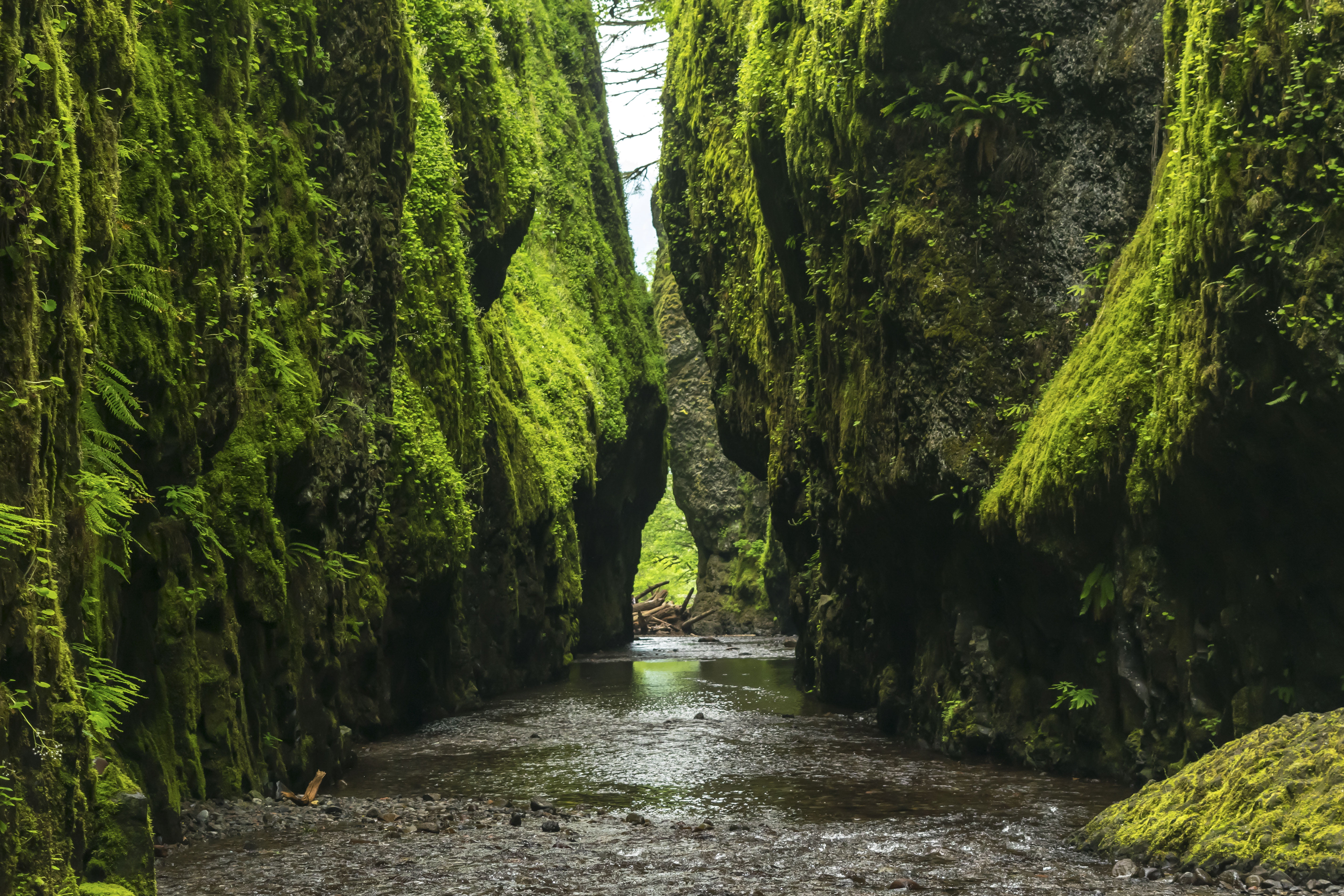 forest, lush foliage, nature, landscape, water, boulders, built structure, no people, growth, green, green Color, flowing water, outdoors, the way forward, HD Wallpaper