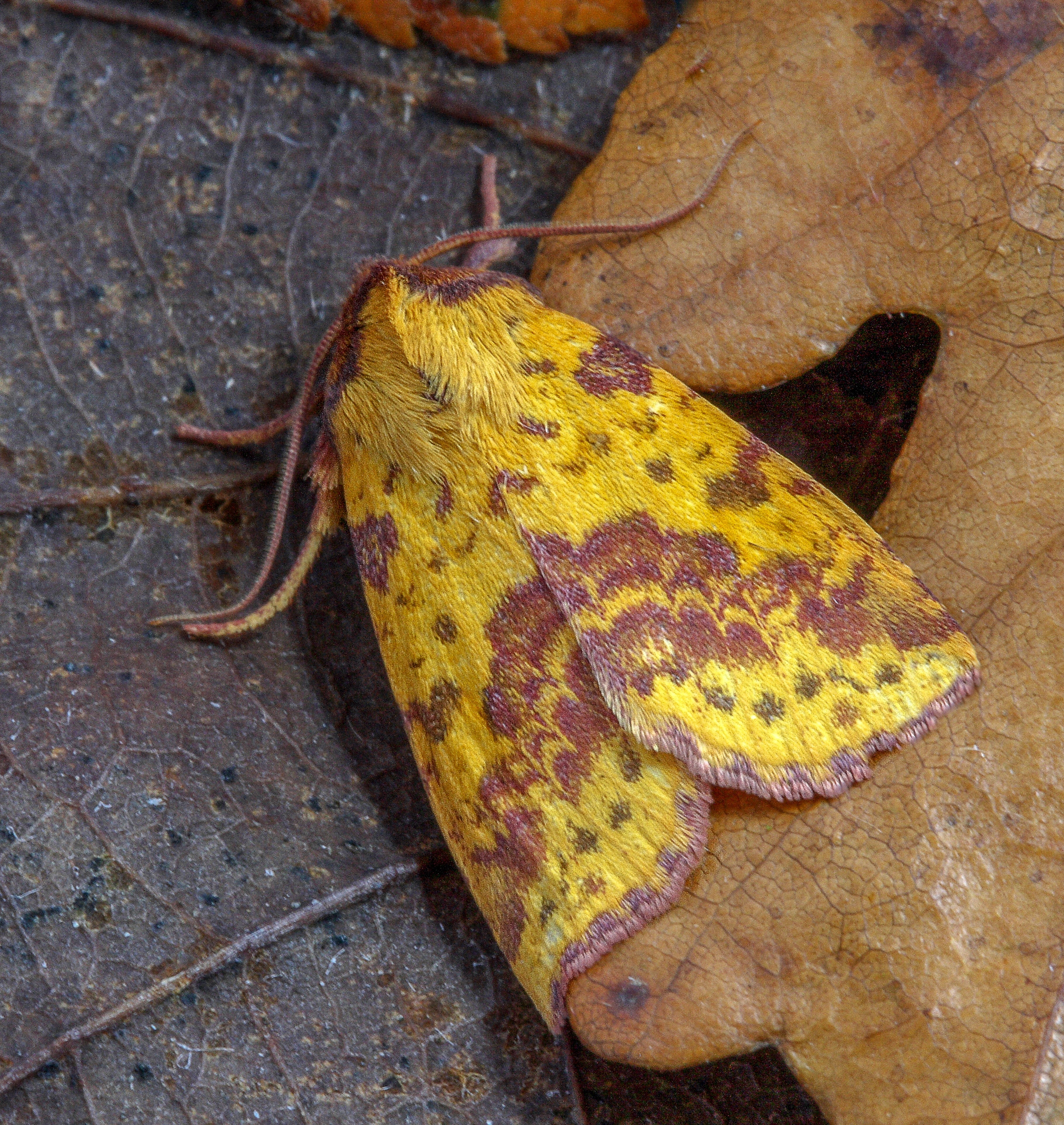 still life, leaf, close-up, colorful, antenna, outdoors, leaf vein, wings, day, pink-barred-sallow, vulnerability, plant, beauty in nature, leaves, dried, Phone HD Wallpaper